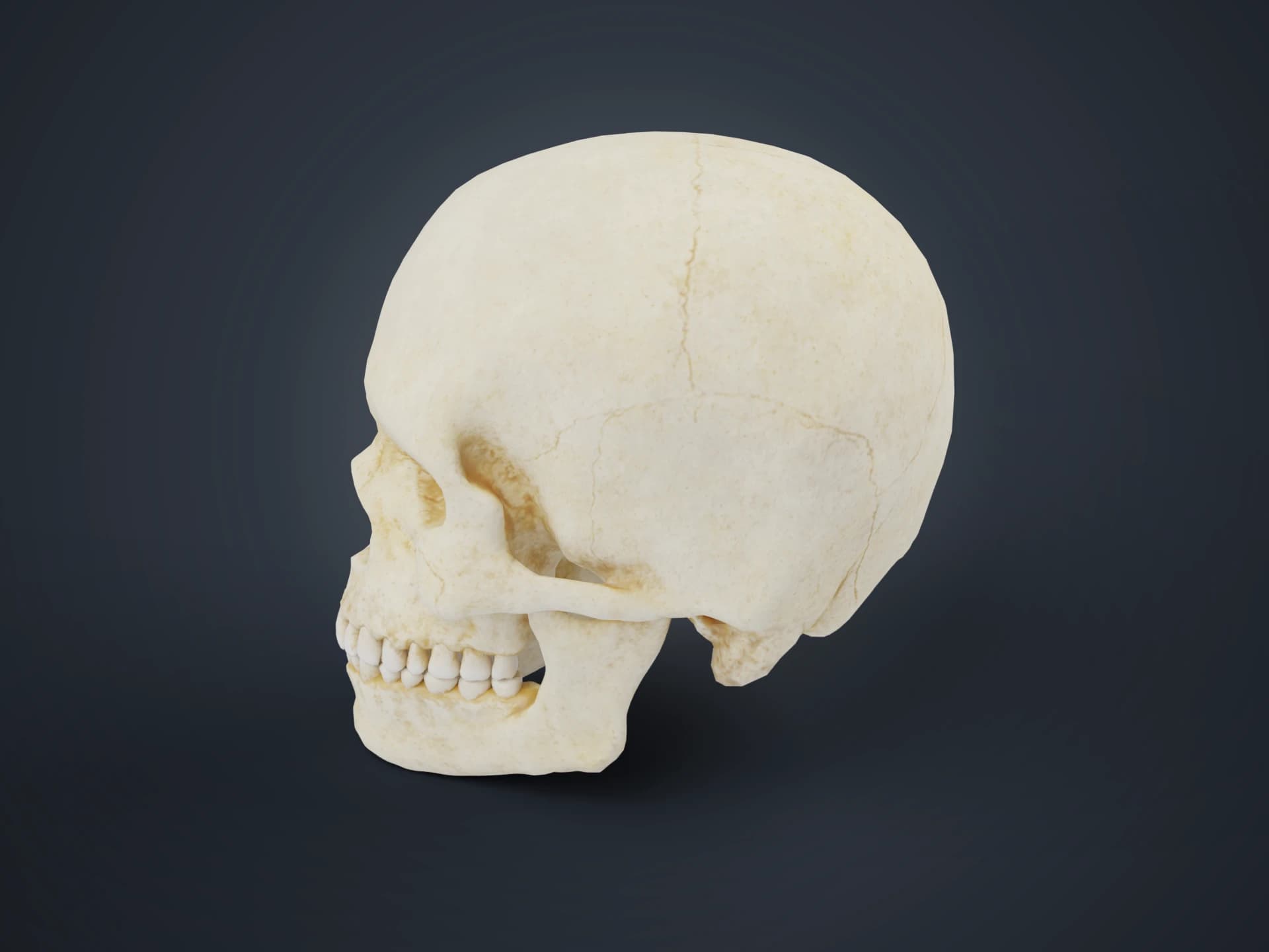 Human Skull Anatomy 3D Model