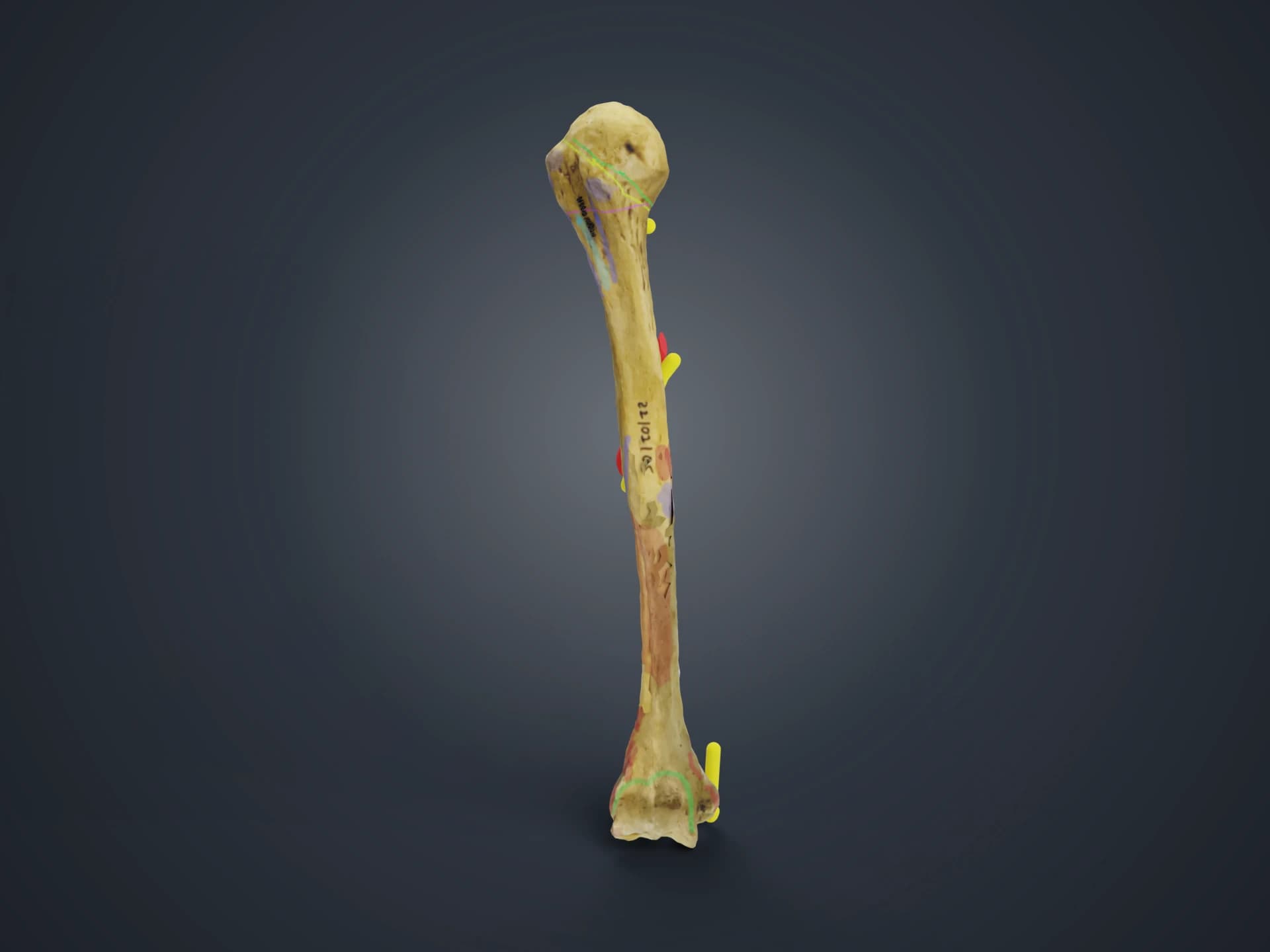 Humerus Bone Anatomy 3D Model
