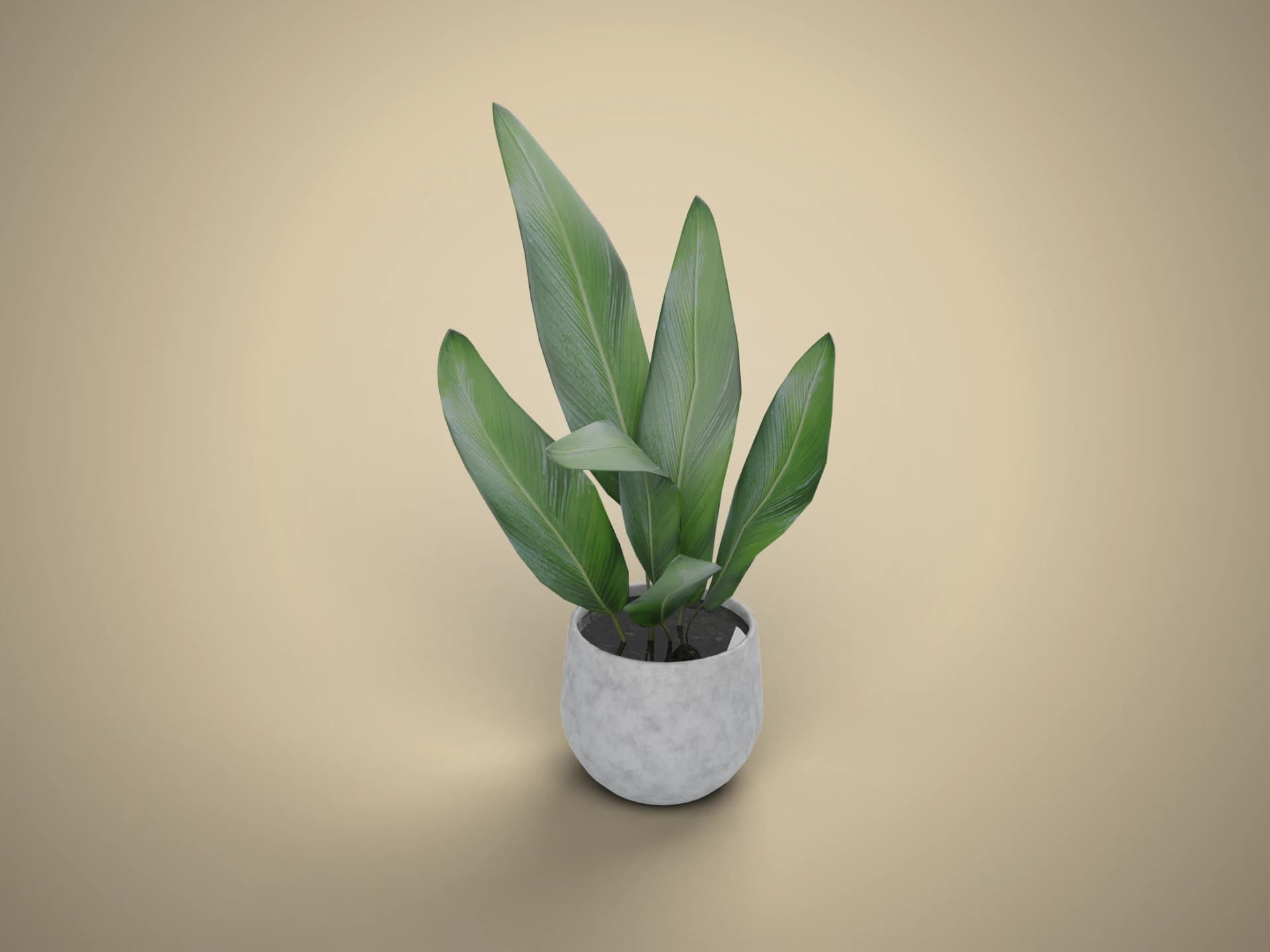 Snake Plant in Ceramic Pot 3D Model