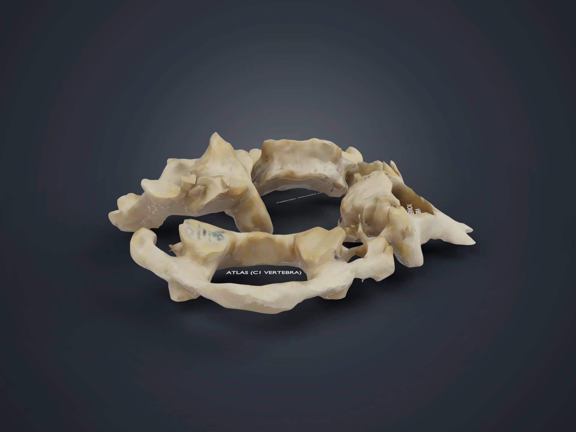 Cervical Vertebra Inferior View 3D Model
