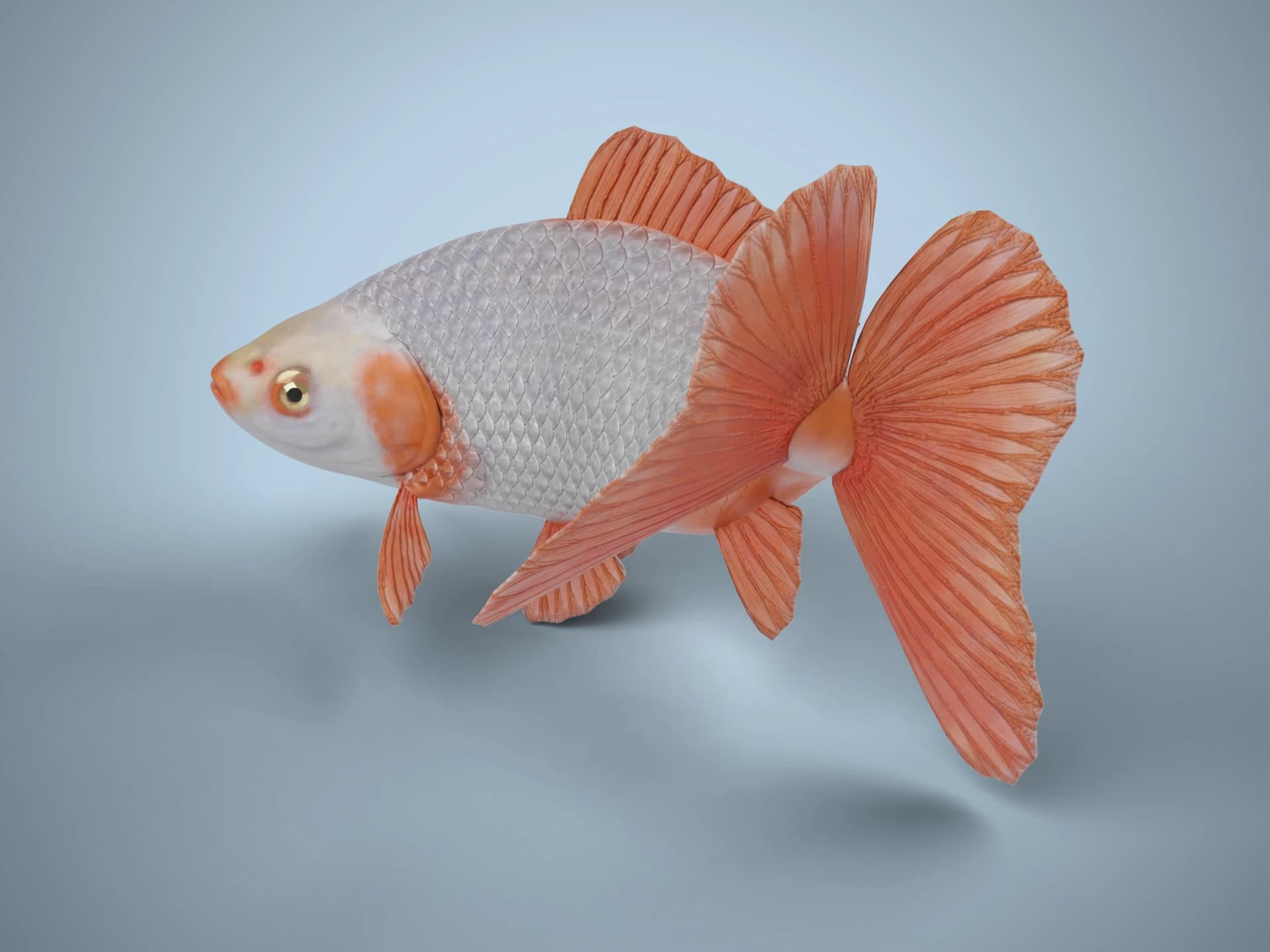 Animated Jikin Peacock-Tail Goldfish 3D Model