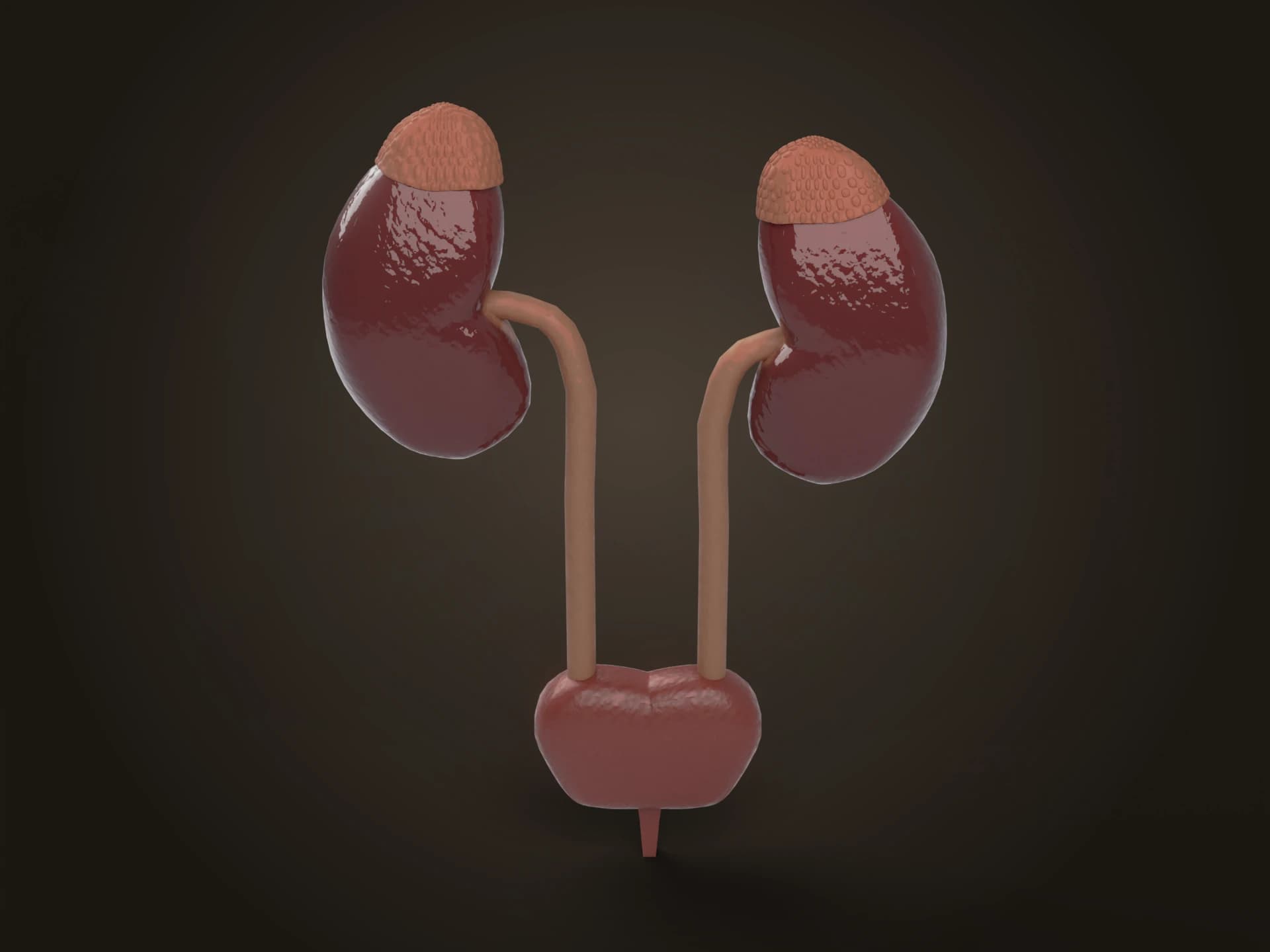 Kidneys, Ureters and Bladder 3D Model