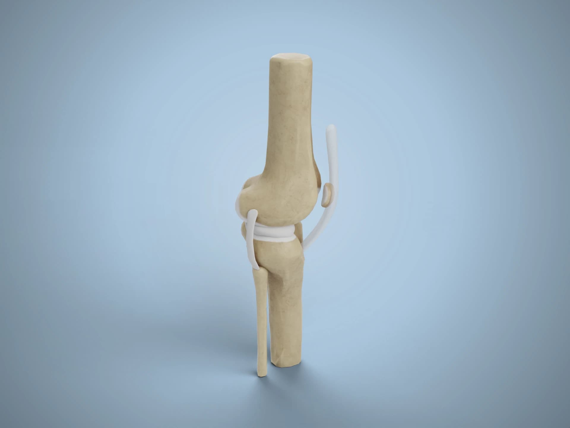 Human Knee Joint Anatomy 3D Model