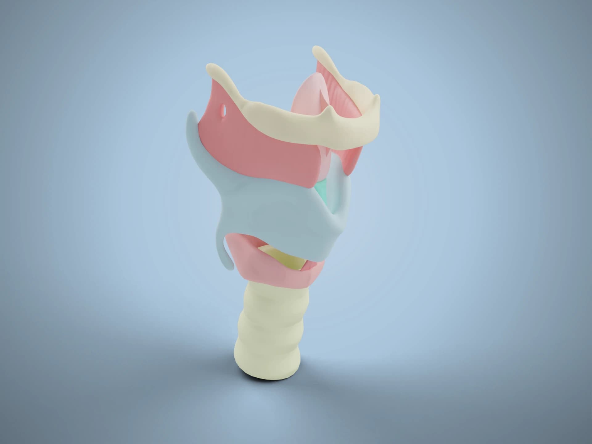 Larynx Anatomy 3D Model