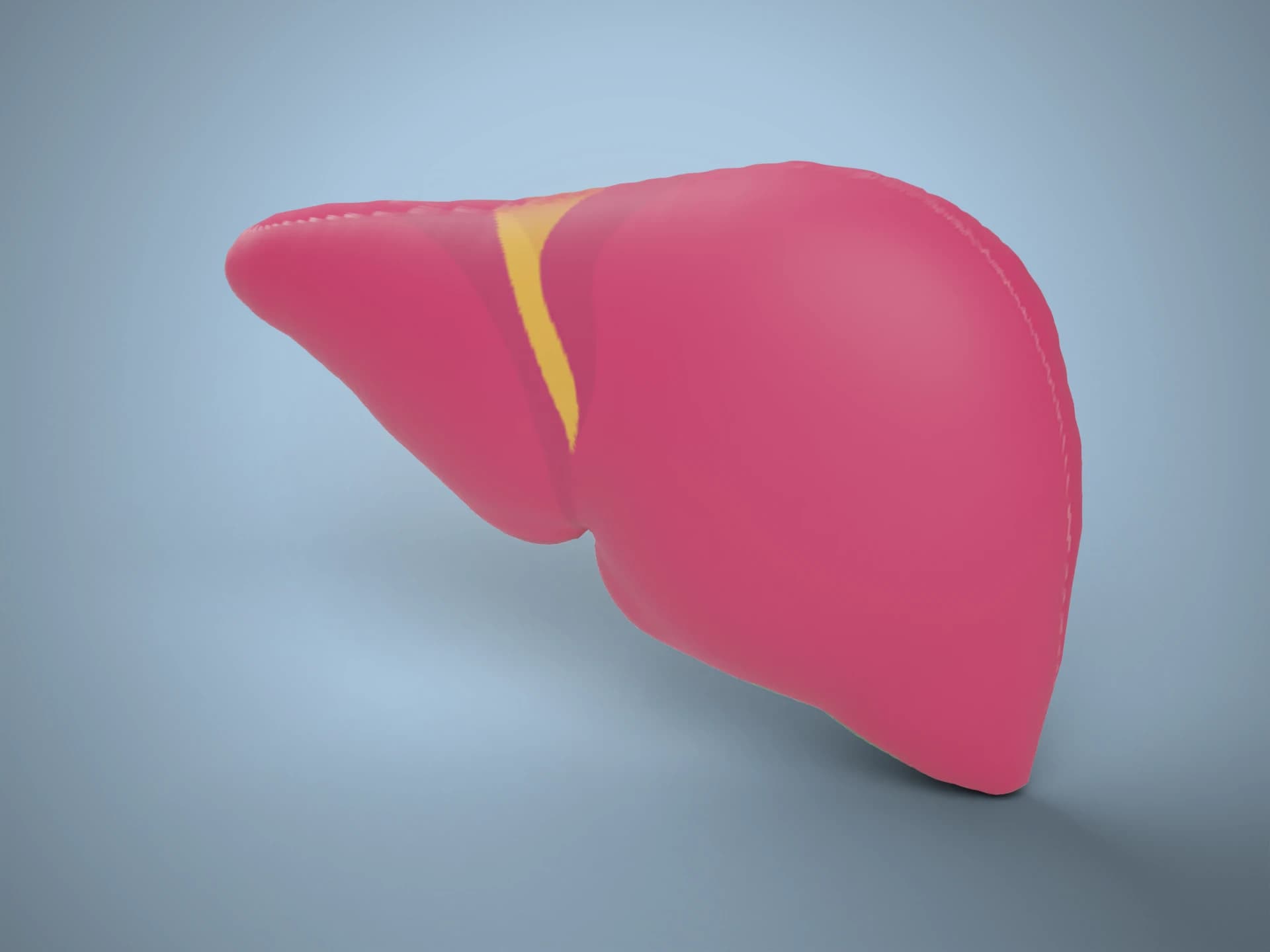 Human Liver Anatomy 3D Model