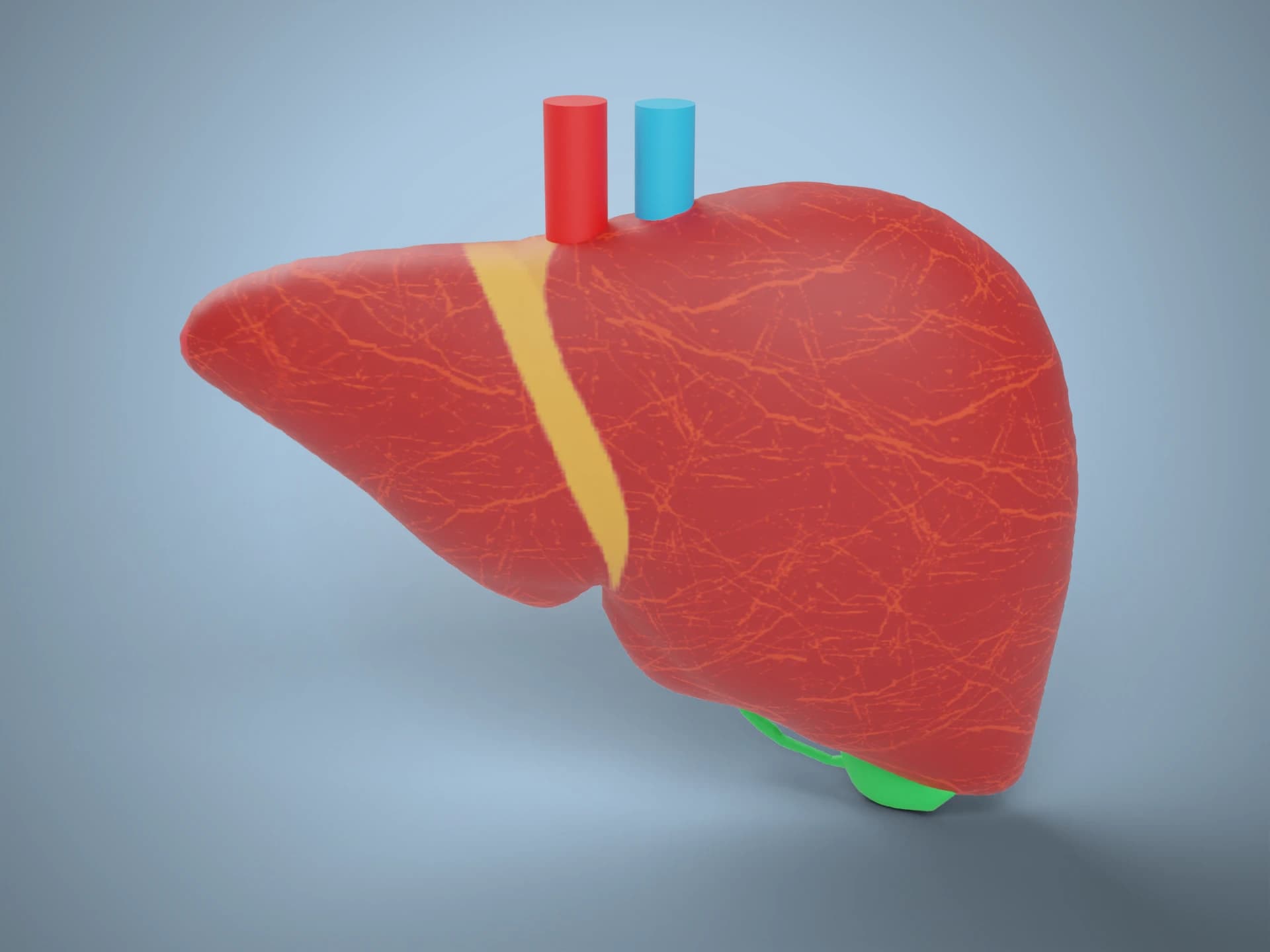 Human Liver Anatomy 3D Model