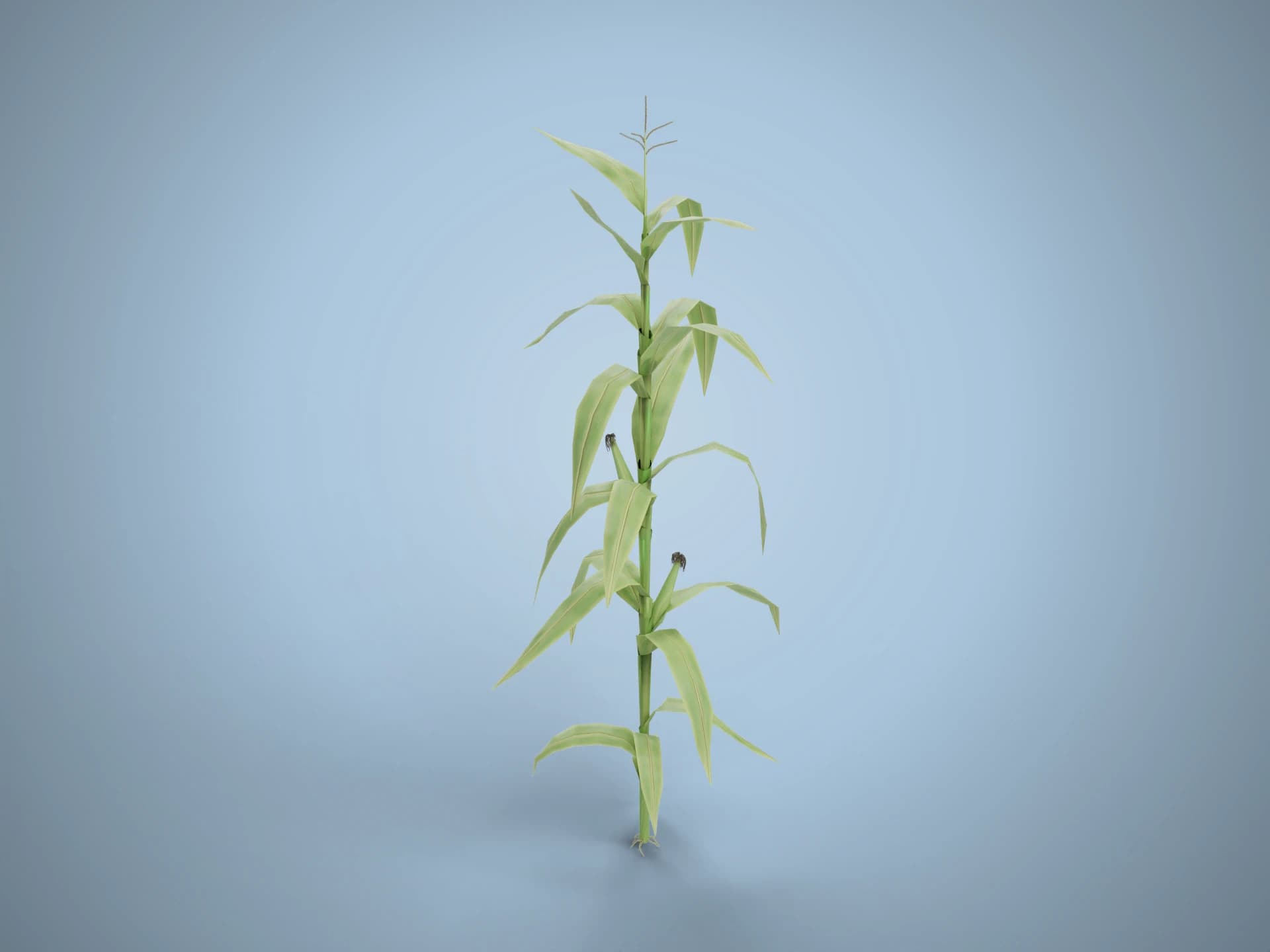 Maize Corn Plant 3D Model