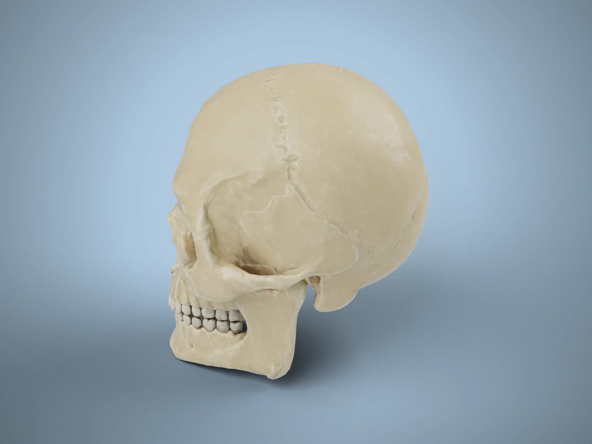 Male Human Skull Study 3D Model