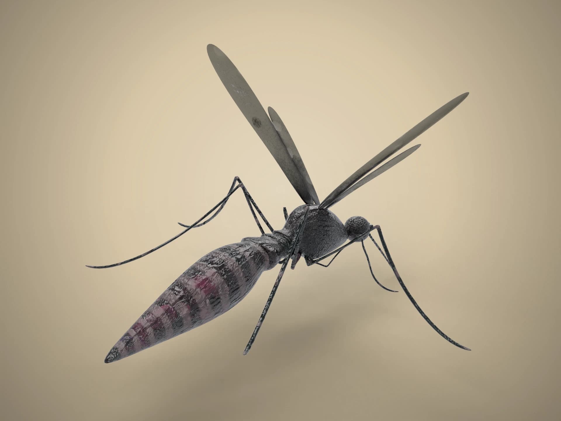 Realistic Mosquito 3D Model