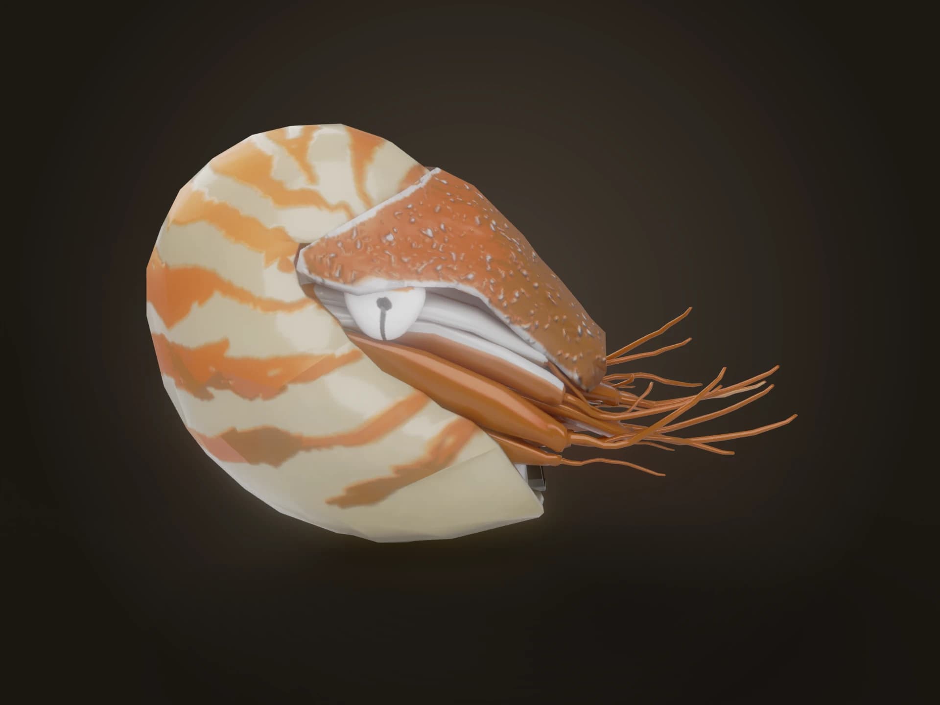 Chambered Nautilus 3D Model
