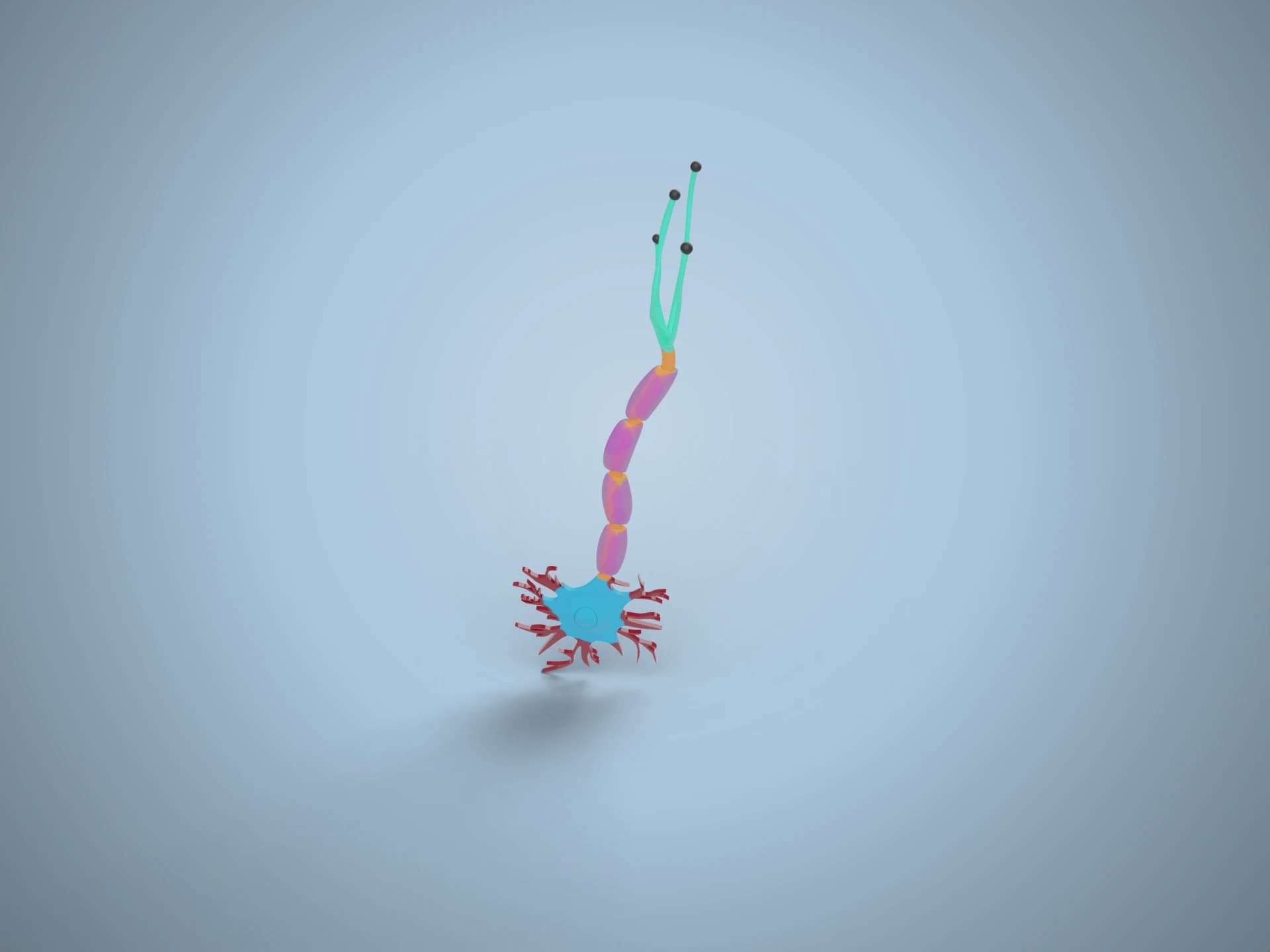 Motor Neuron Model 3D Model