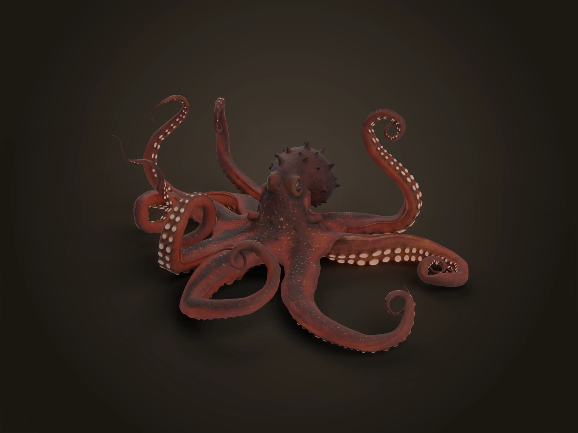 Common Octopus 3D Model