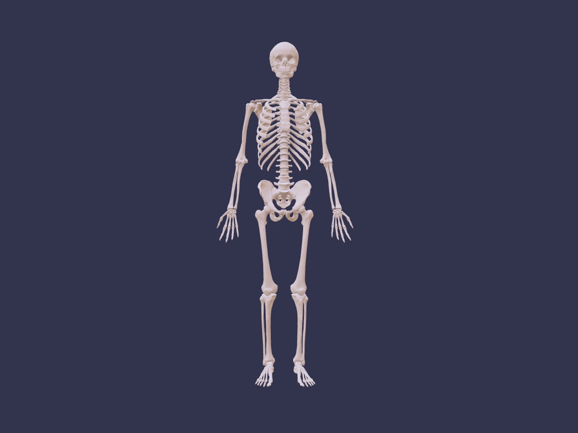 Skeleton 3D Model