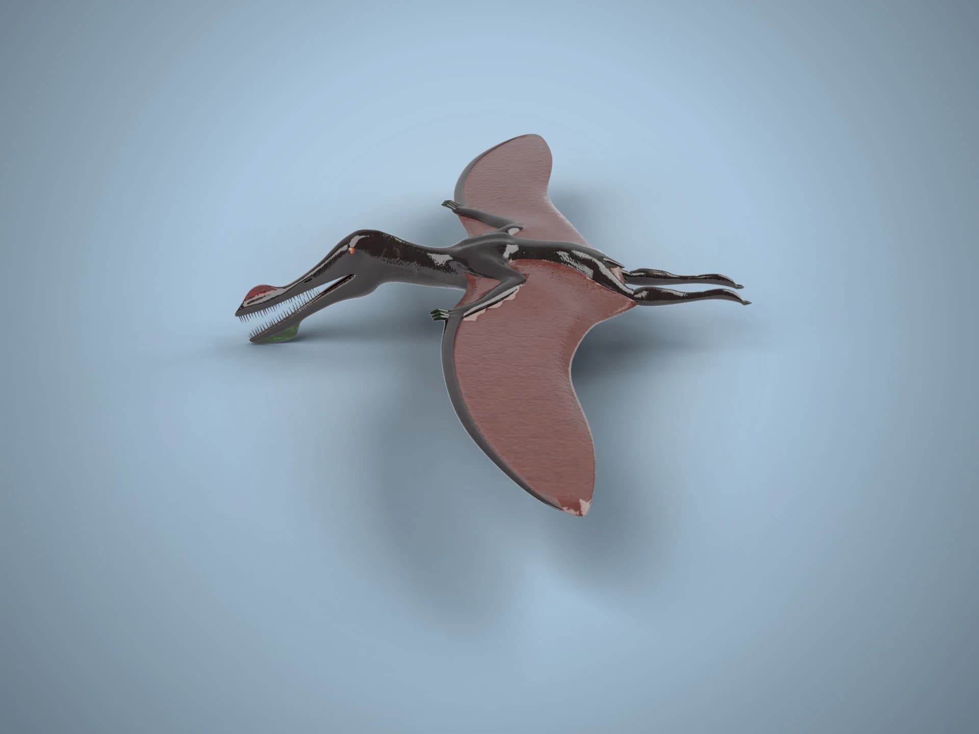 Ornithocheirus Pterosaur 3D Model