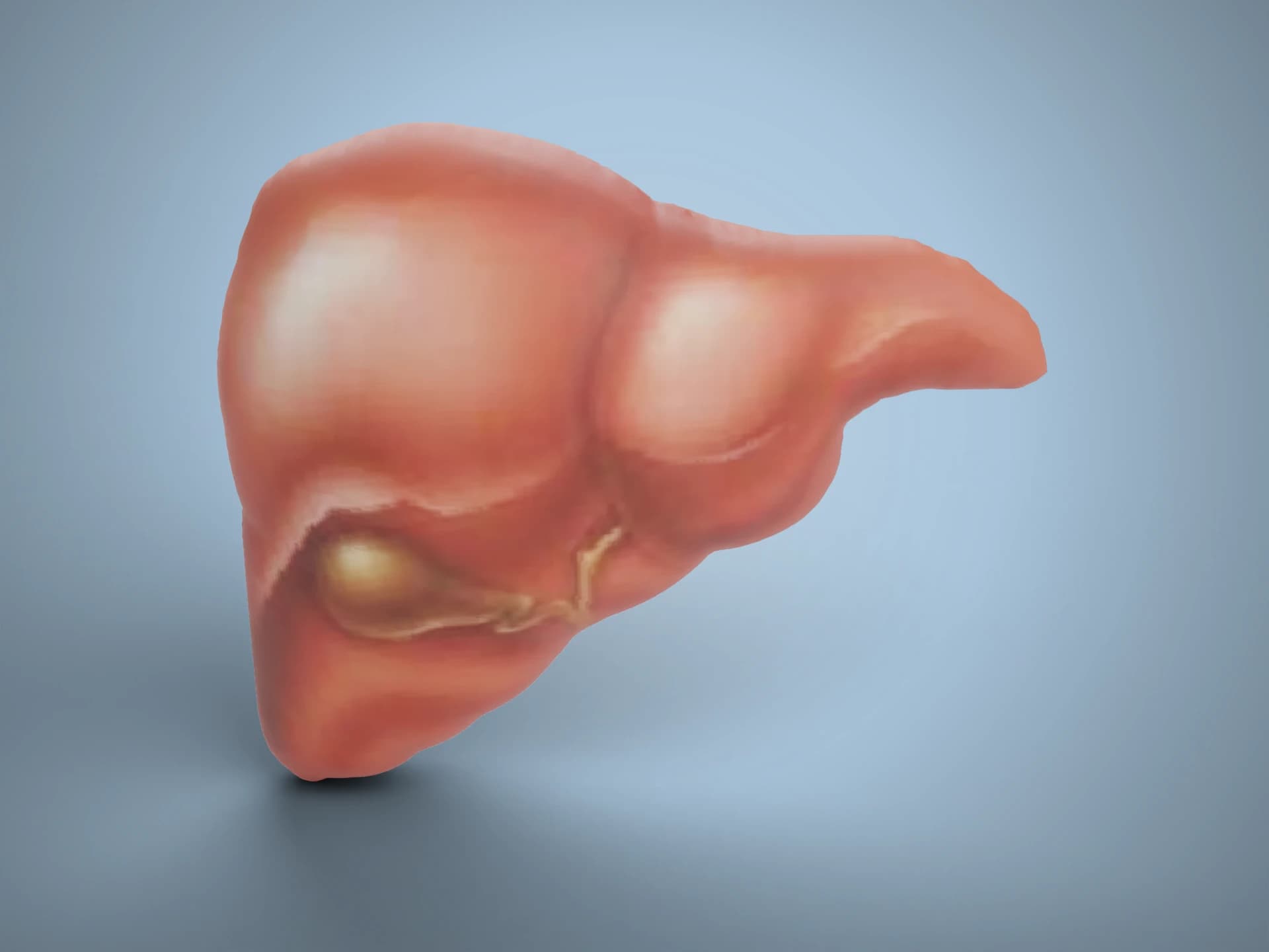 Human Pancreas Anatomy 3D Model