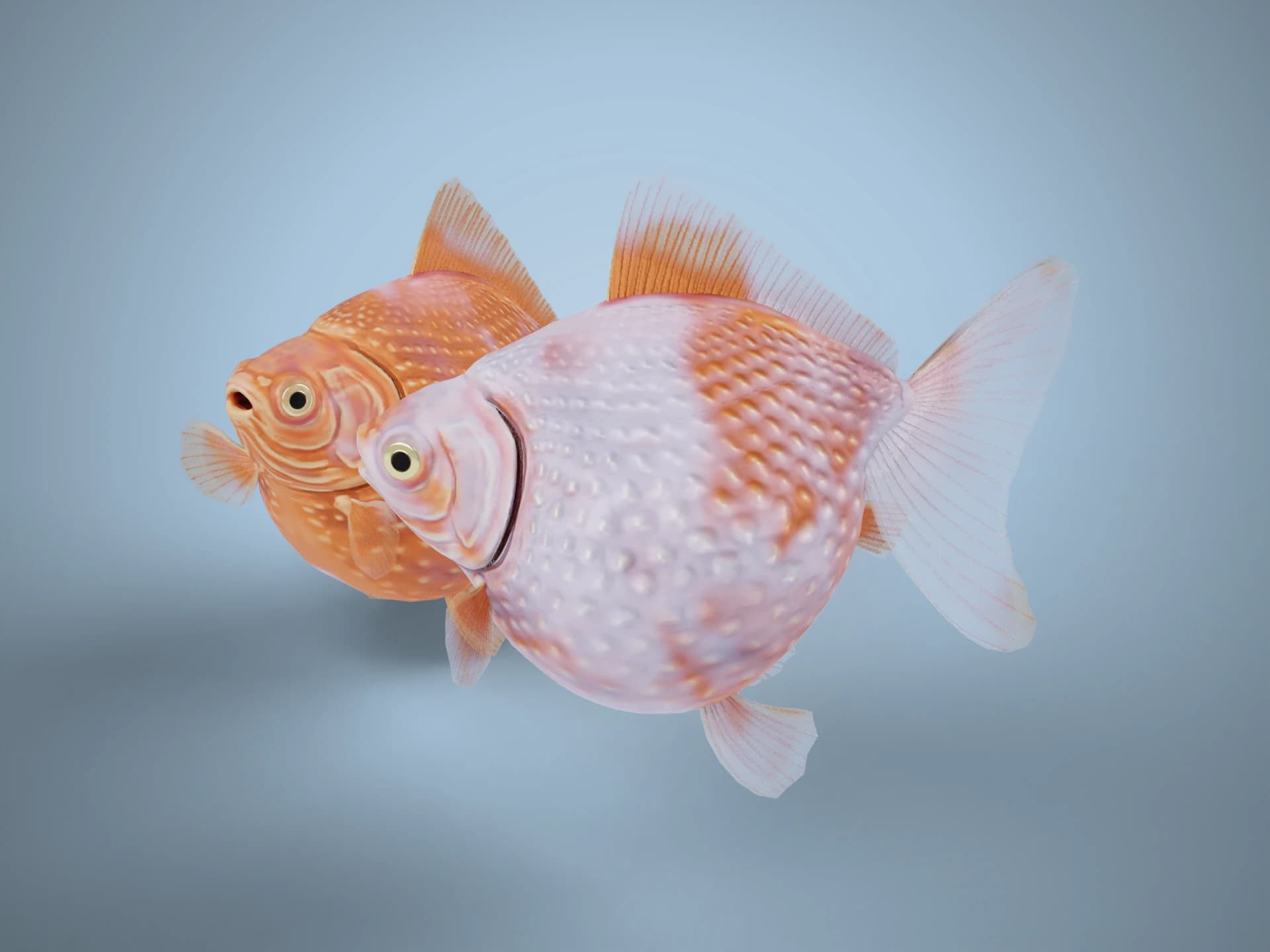 Pearlscale Goldfish Animated 3D Model