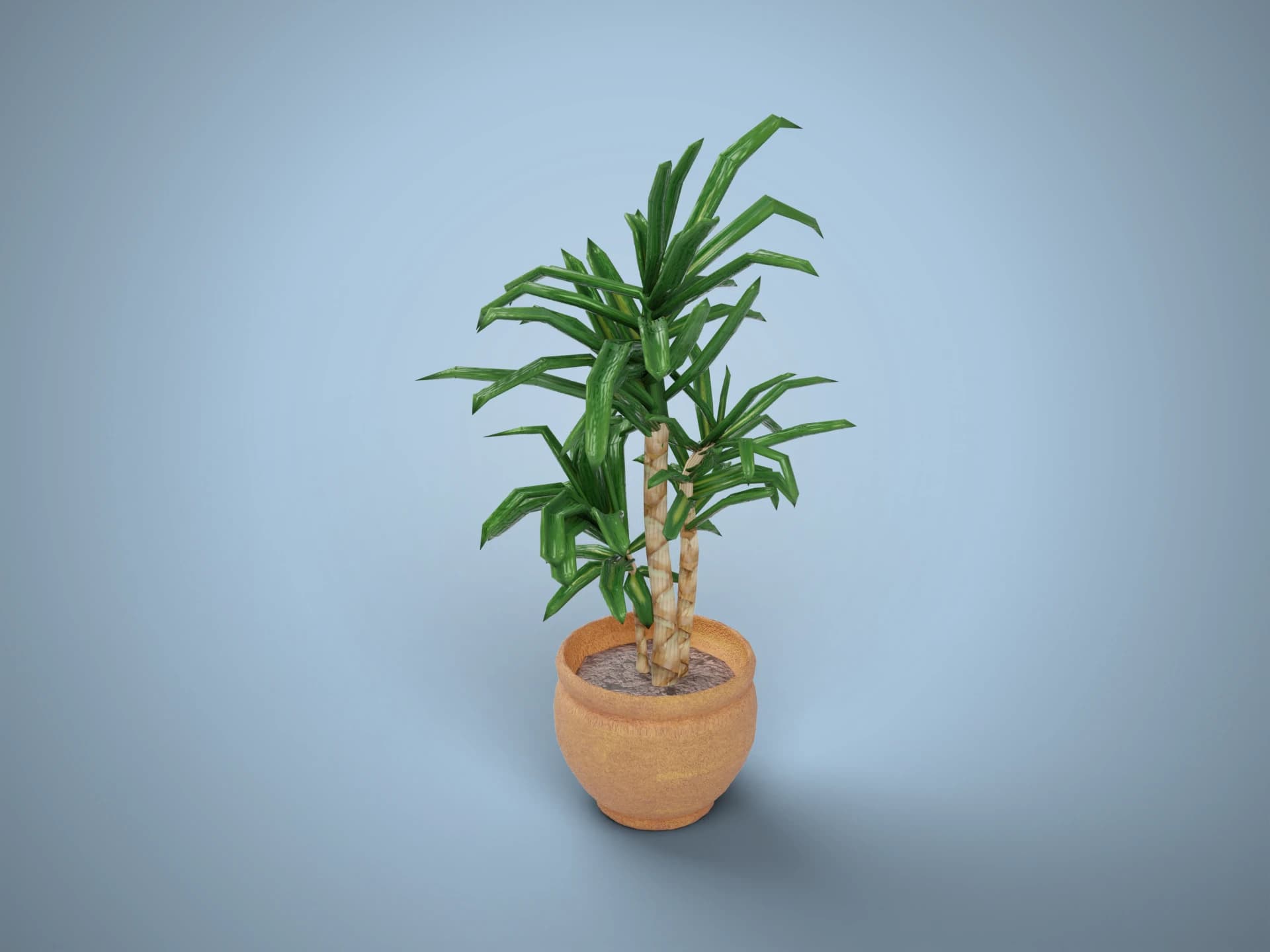 Dracaena Pot Plant 3D Model