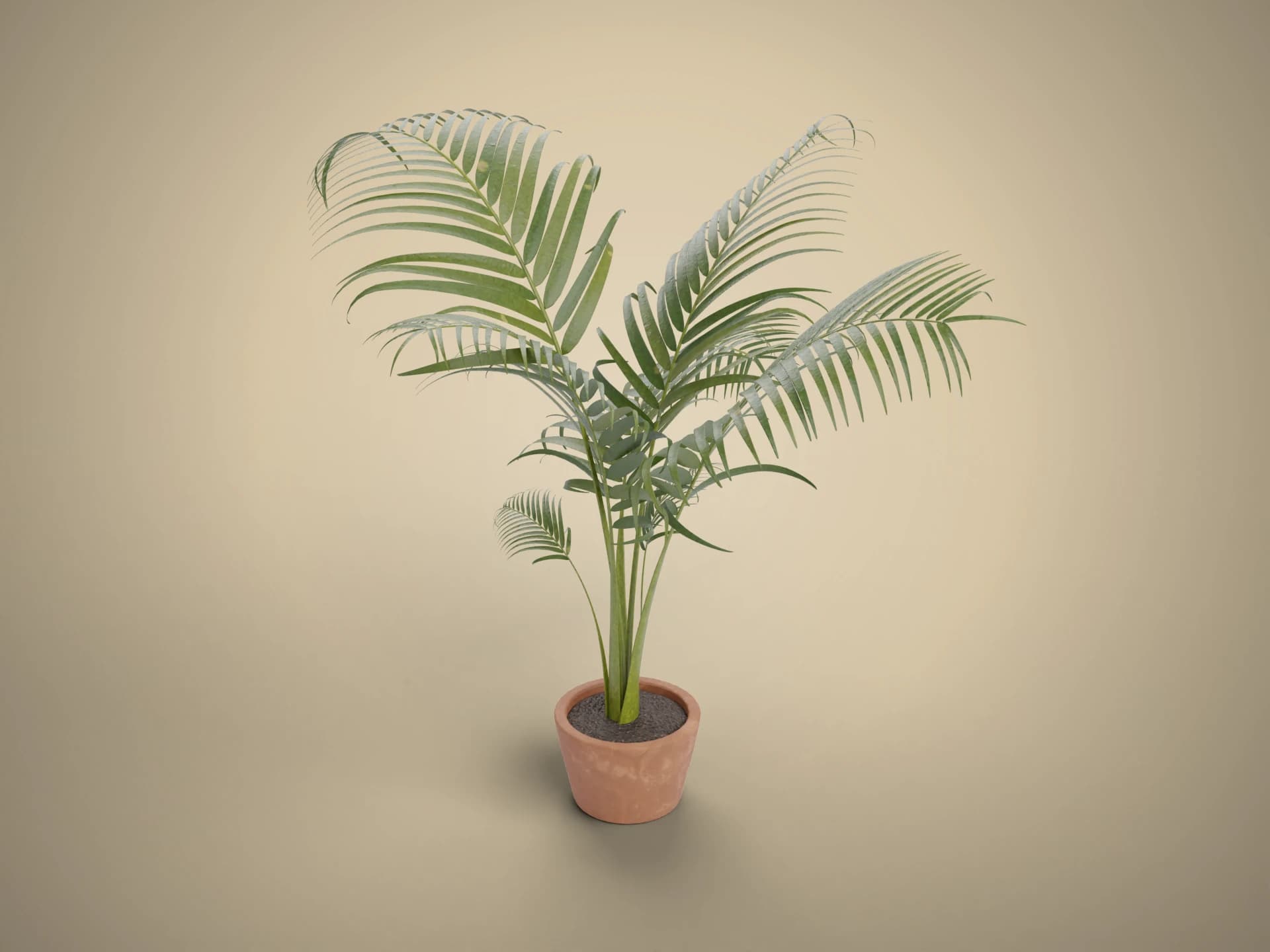 Potted Areca Palm 3D Model