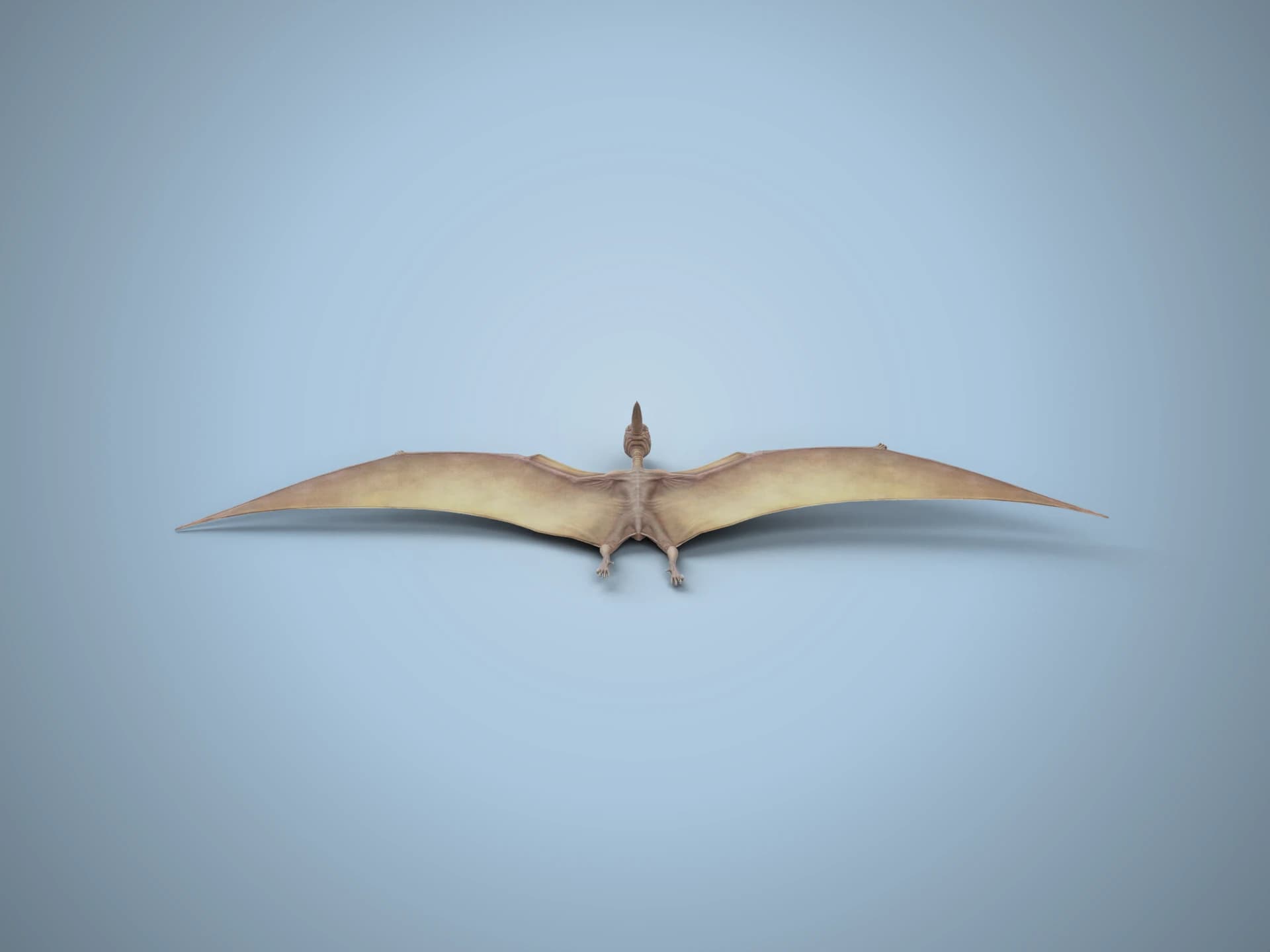 Animated Pteranodon Pterosaur 3D Model