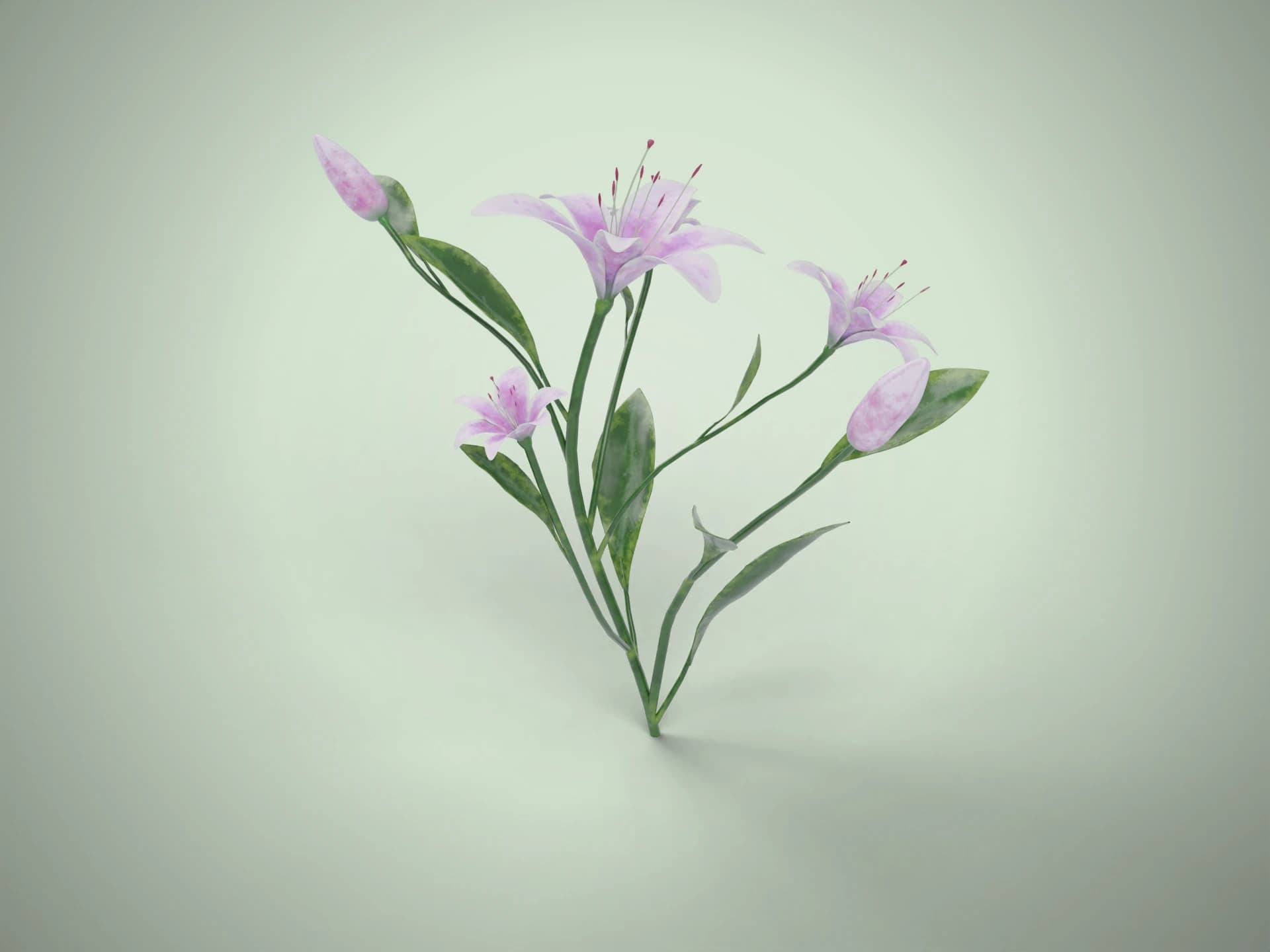 Pink Purple Lily Flowers 3D Model