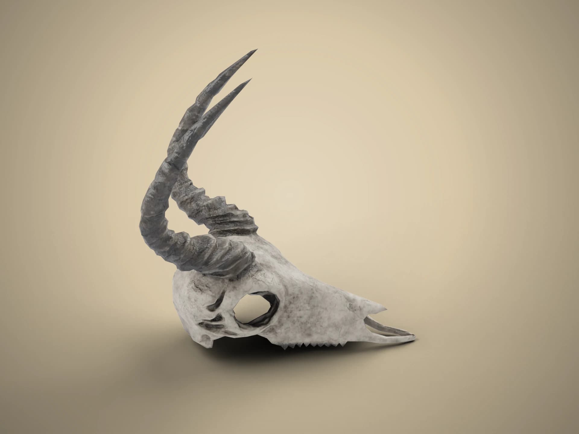 Gazelle Skull with Horns 3D Model