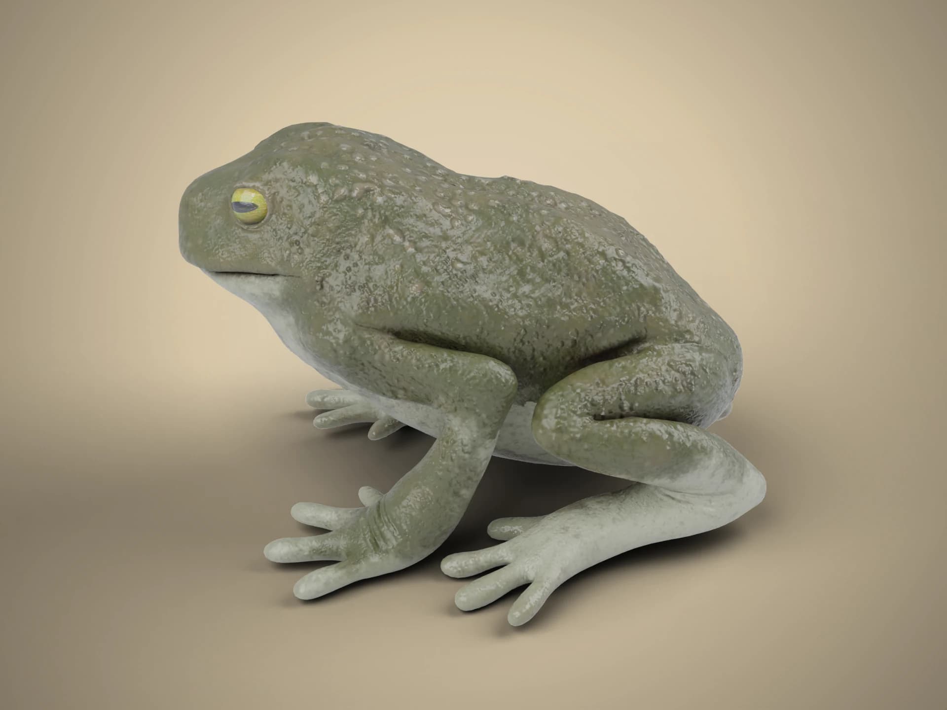 Realistic Toad 3D Model