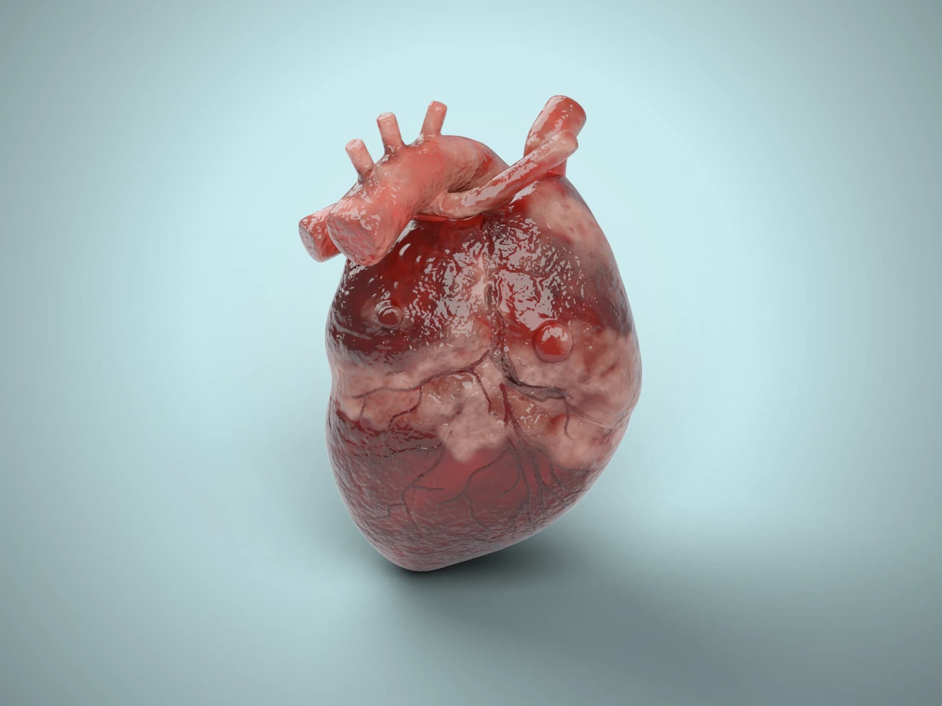 Realistic Anatomical Human Heart 3D Model