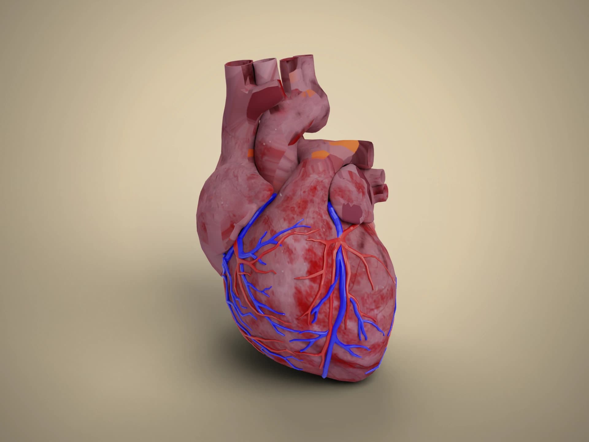 Realistic Human Heart with Coronary Vessels 3D Model