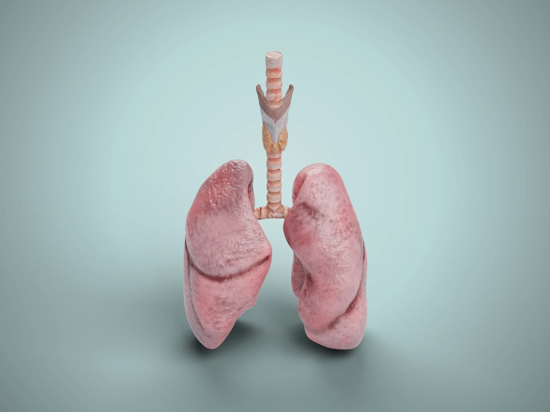 Realistic Human Lungs Anatomy 3D Model