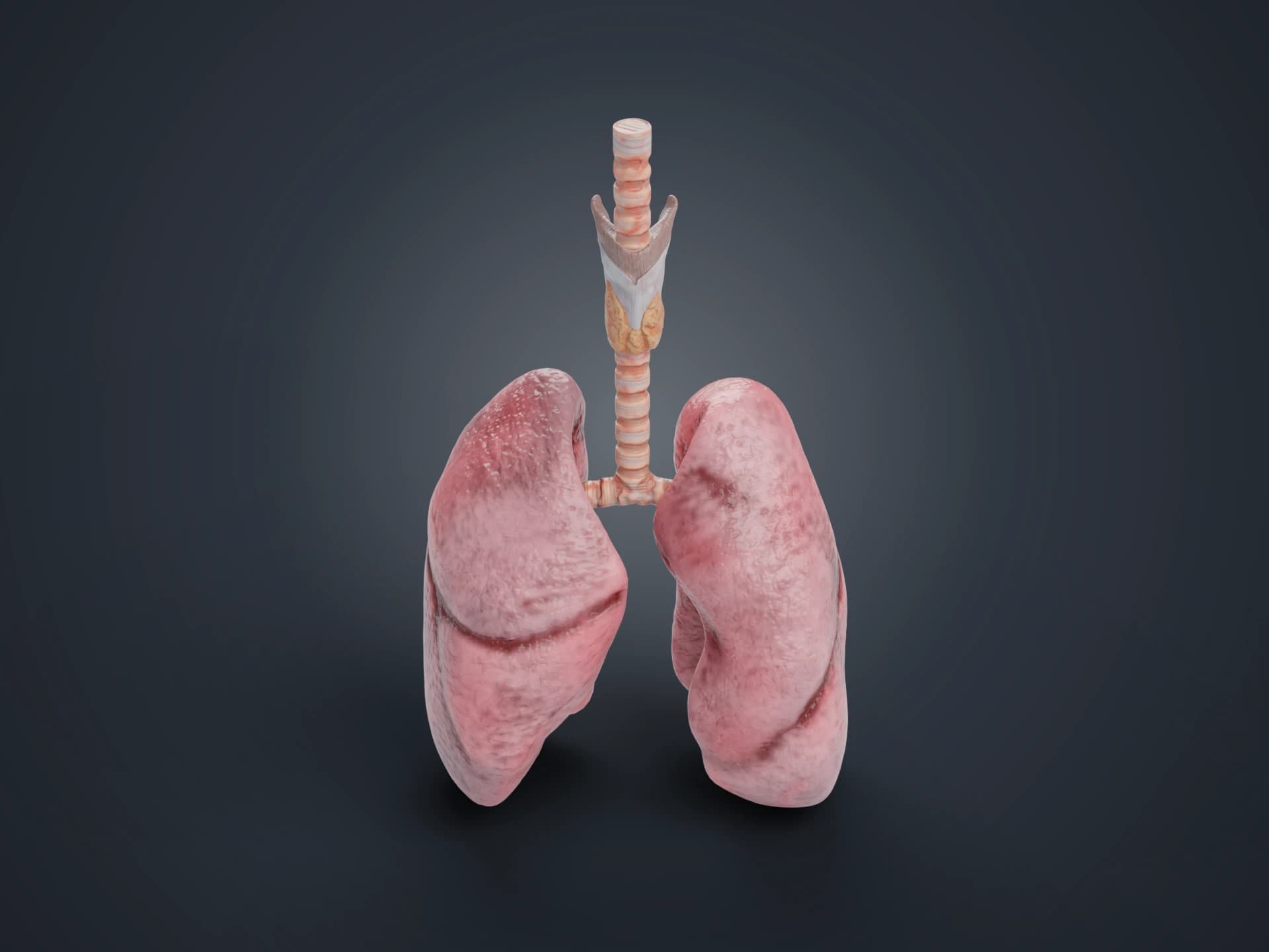 Realistic Human Lungs and Trachea 3D Model