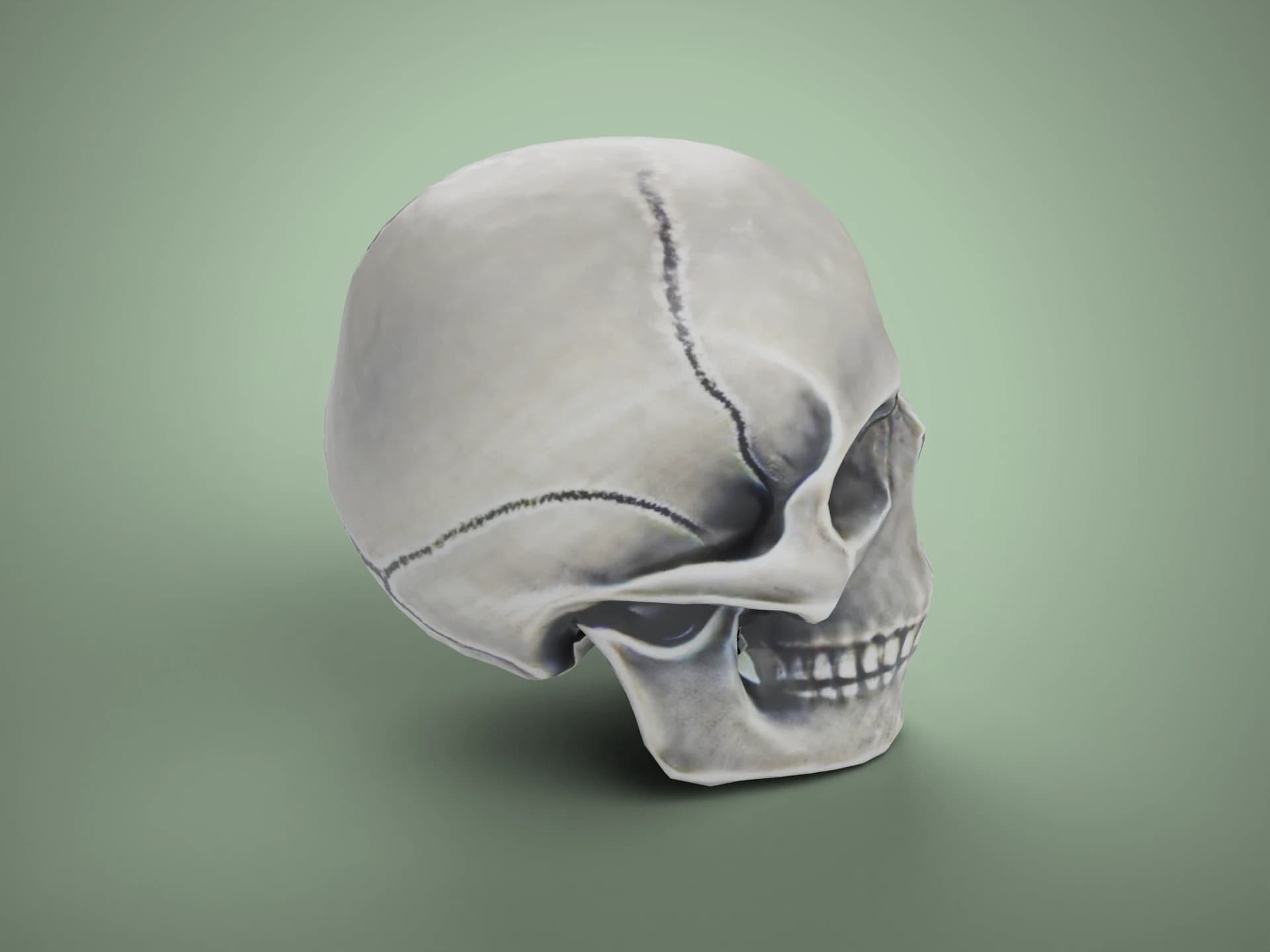 Realistic Human Skull 3D Model