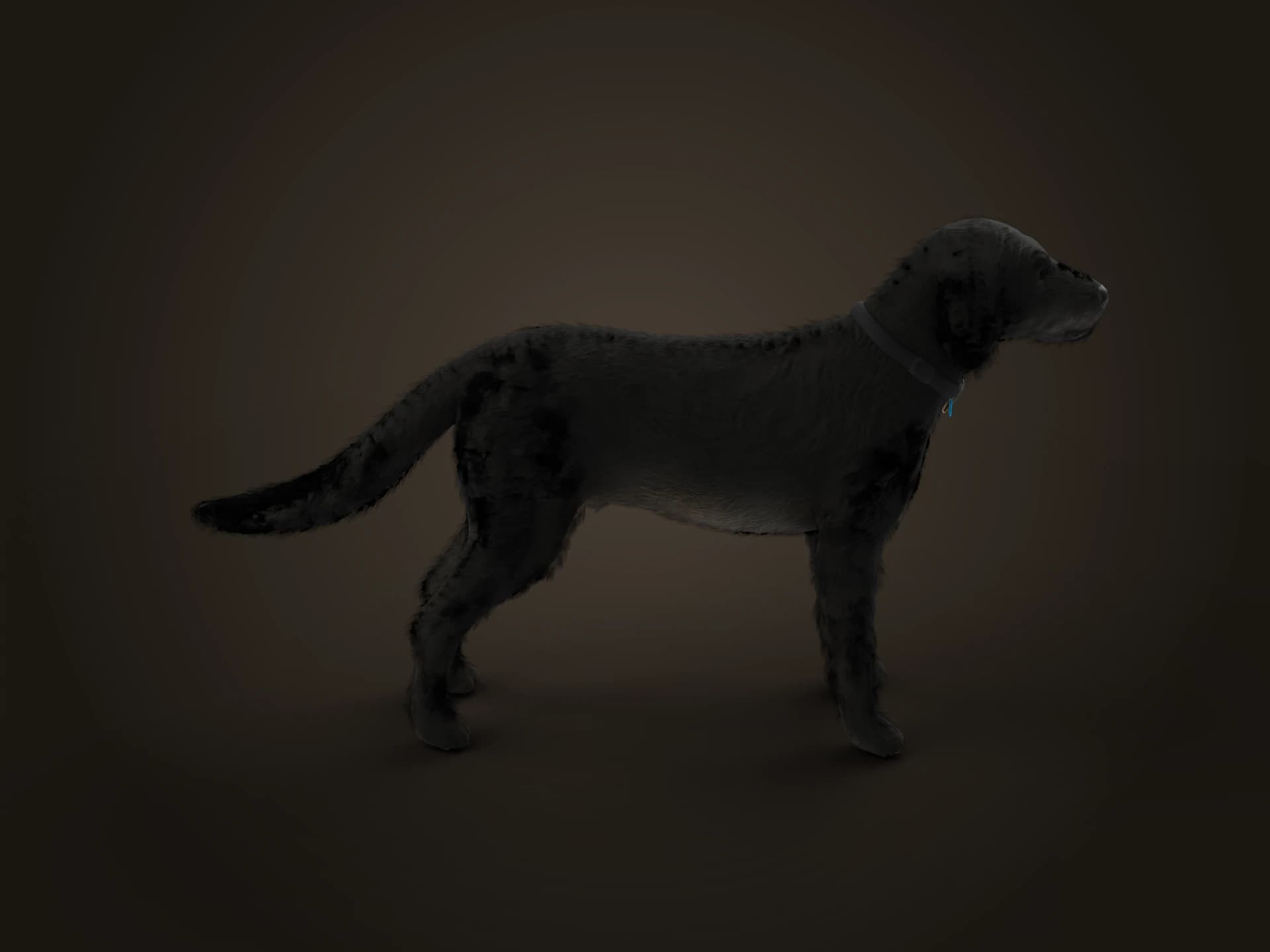 Black Labradoodle Dog 3D Model