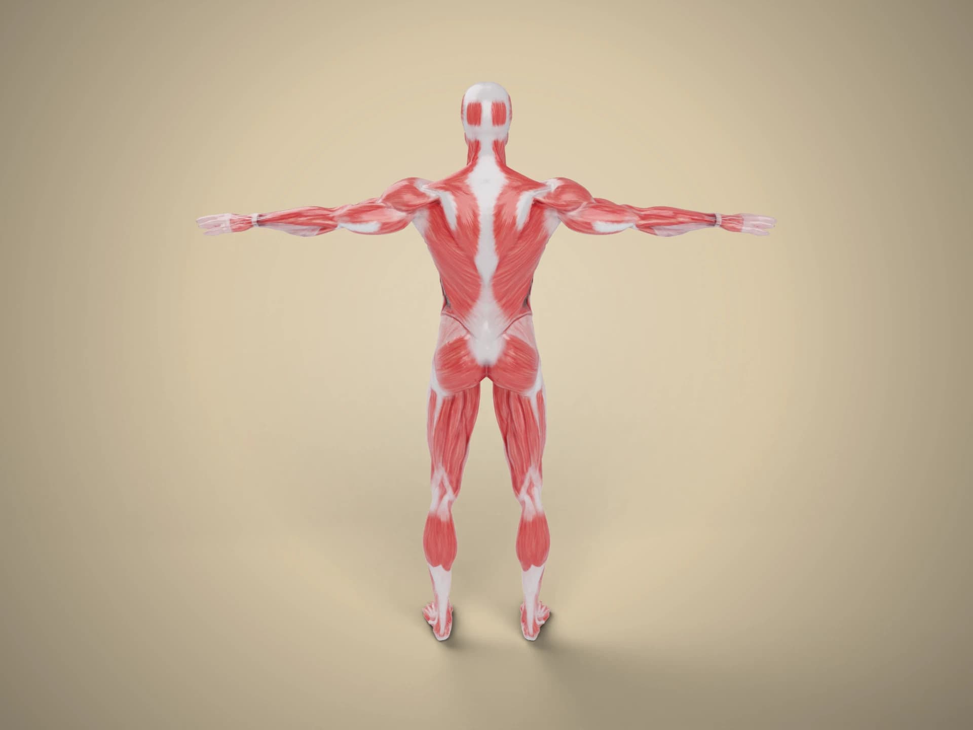 Male Muscle Anatomy Figure 3D Model