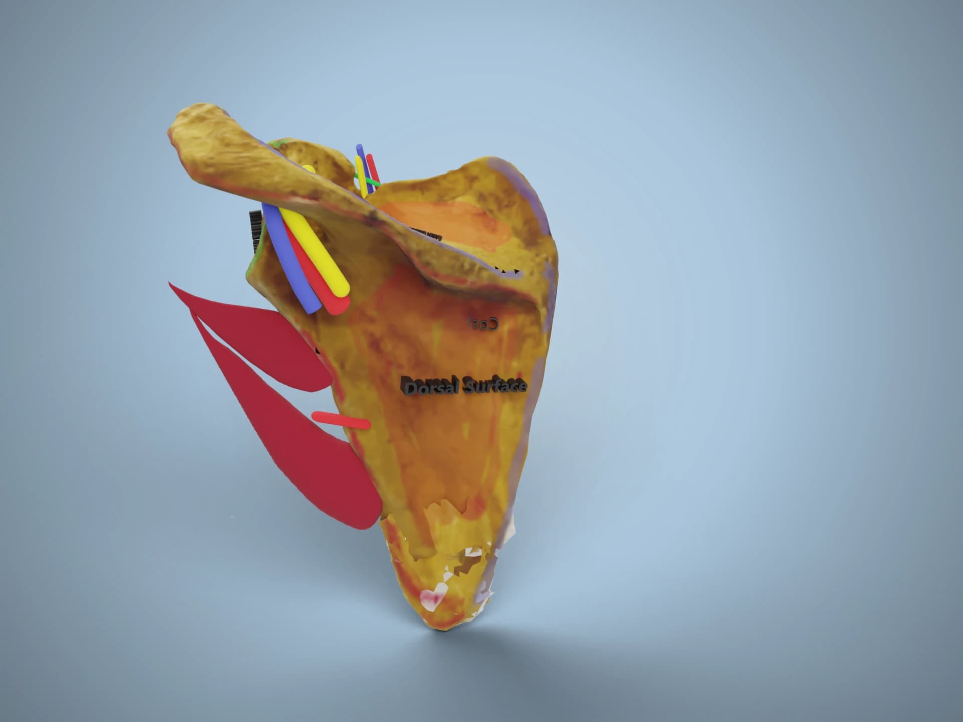 Scapula Processes and Muscle Attachments 3D Model