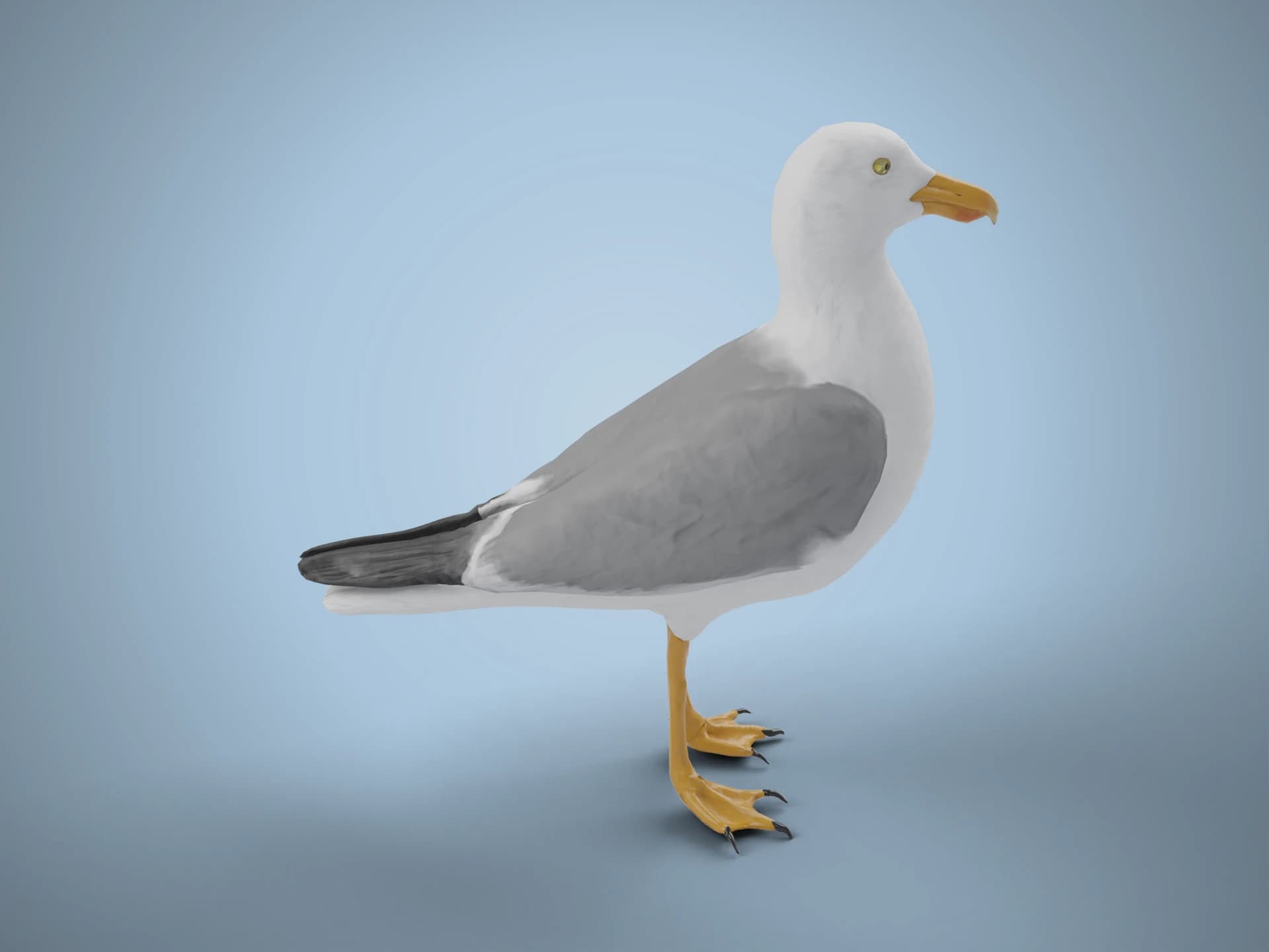 Standing Seagull 3D Model