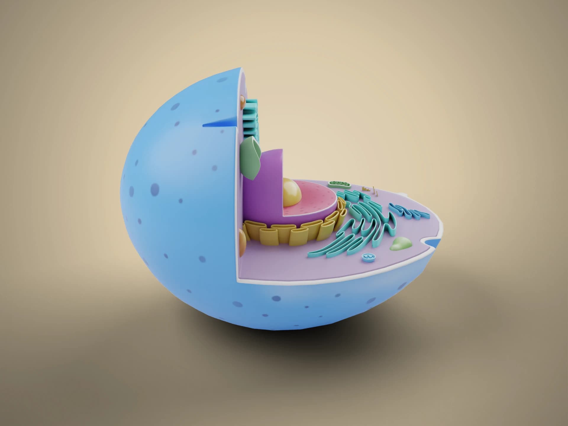 Animal Cell Cutaway 3D Model