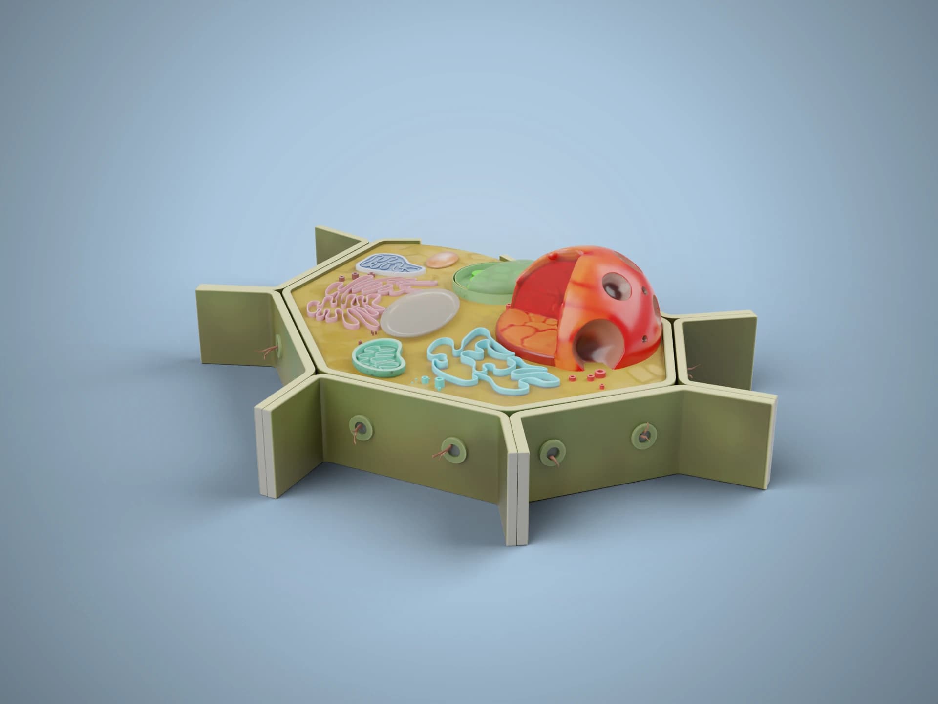 Plant Cell Cross-Section 3D Model