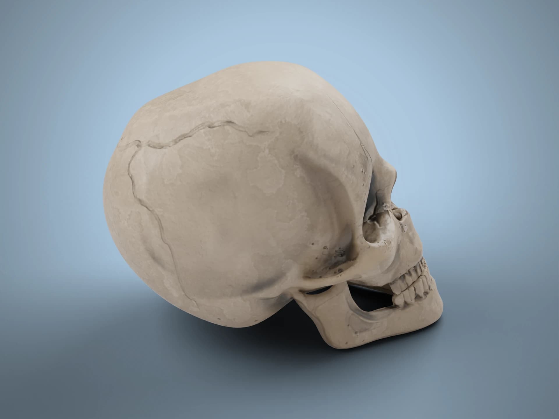 Aged Human Skull 3D Model