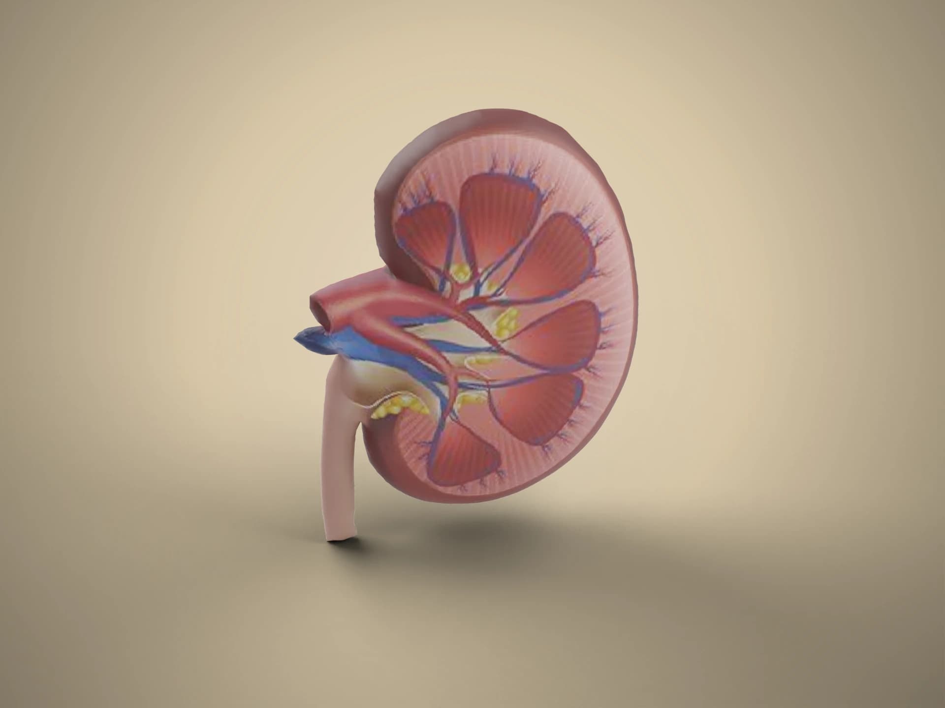 Kidney Cross-Section Anatomy 3D Model