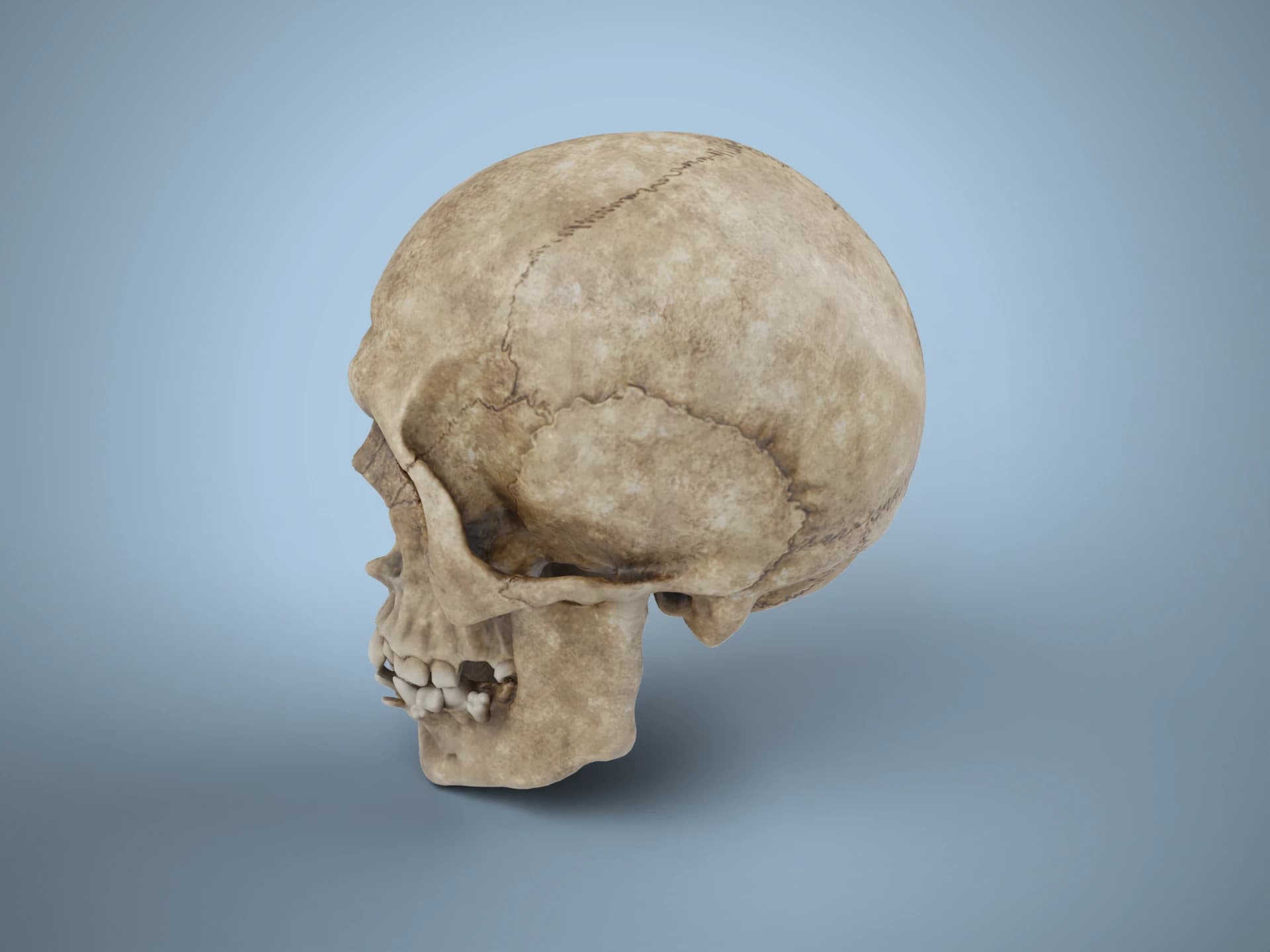 Weathered Ancient Human Skull 3D Model
