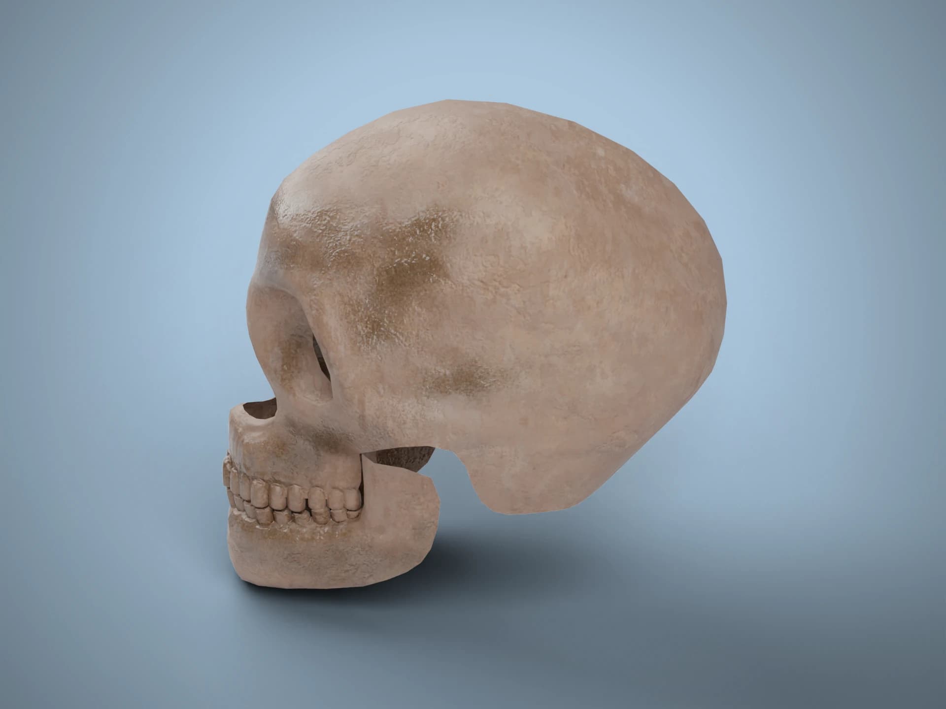 Human Skull with Jaw 3D Model