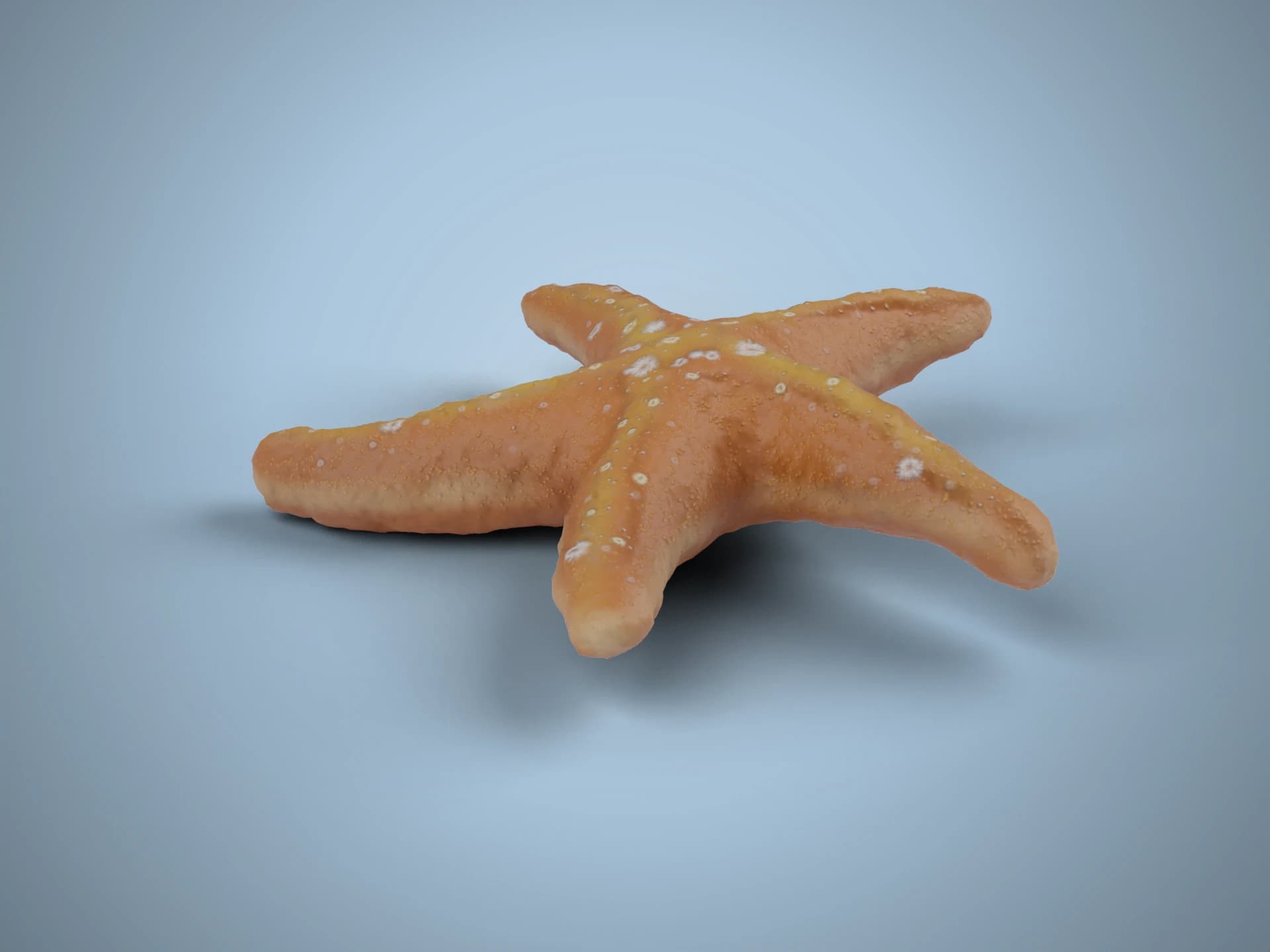 Orange Sea Star Starfish 3D Model
