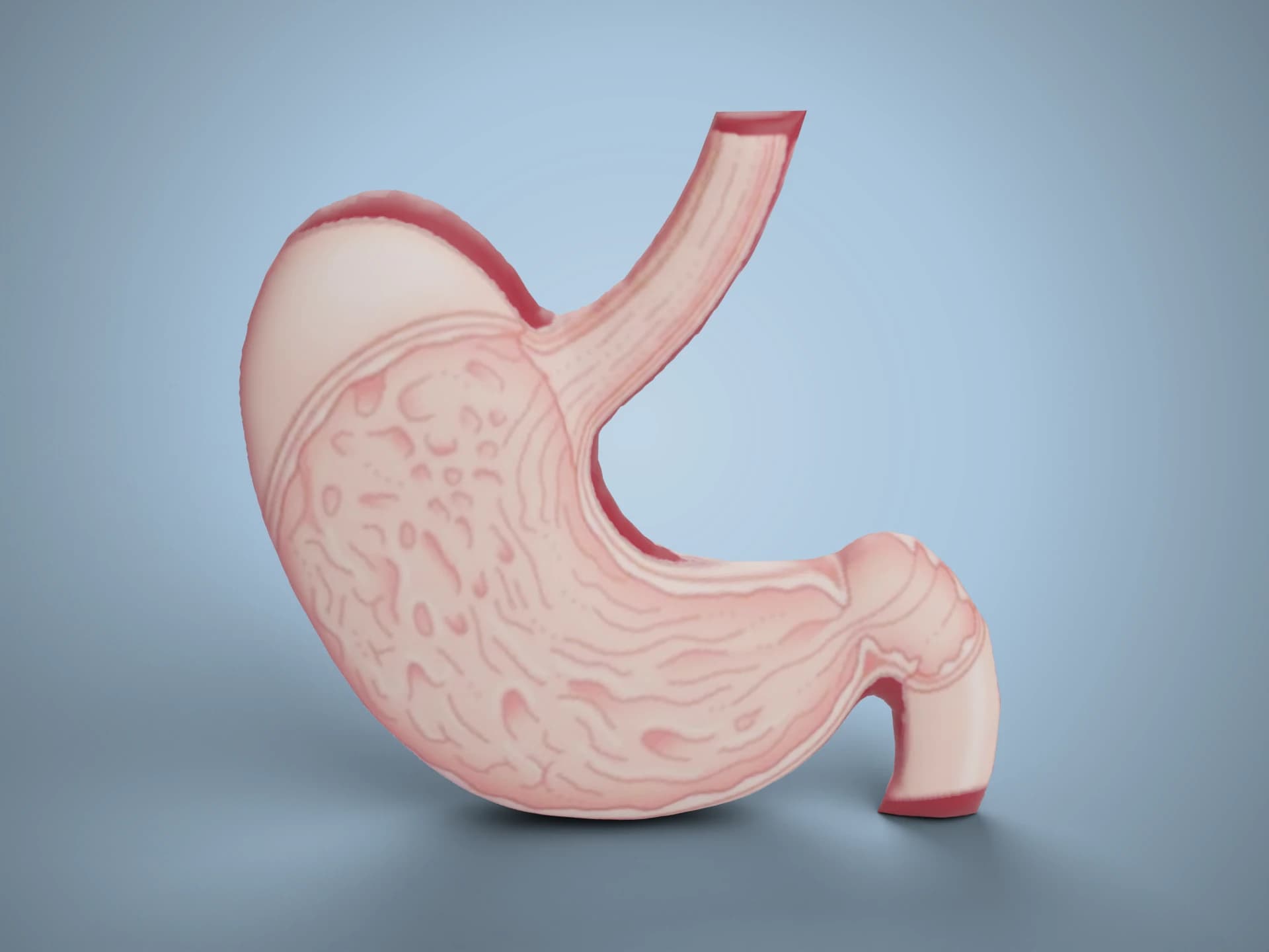 Stomach Cross-Section Anatomy 3D Model
