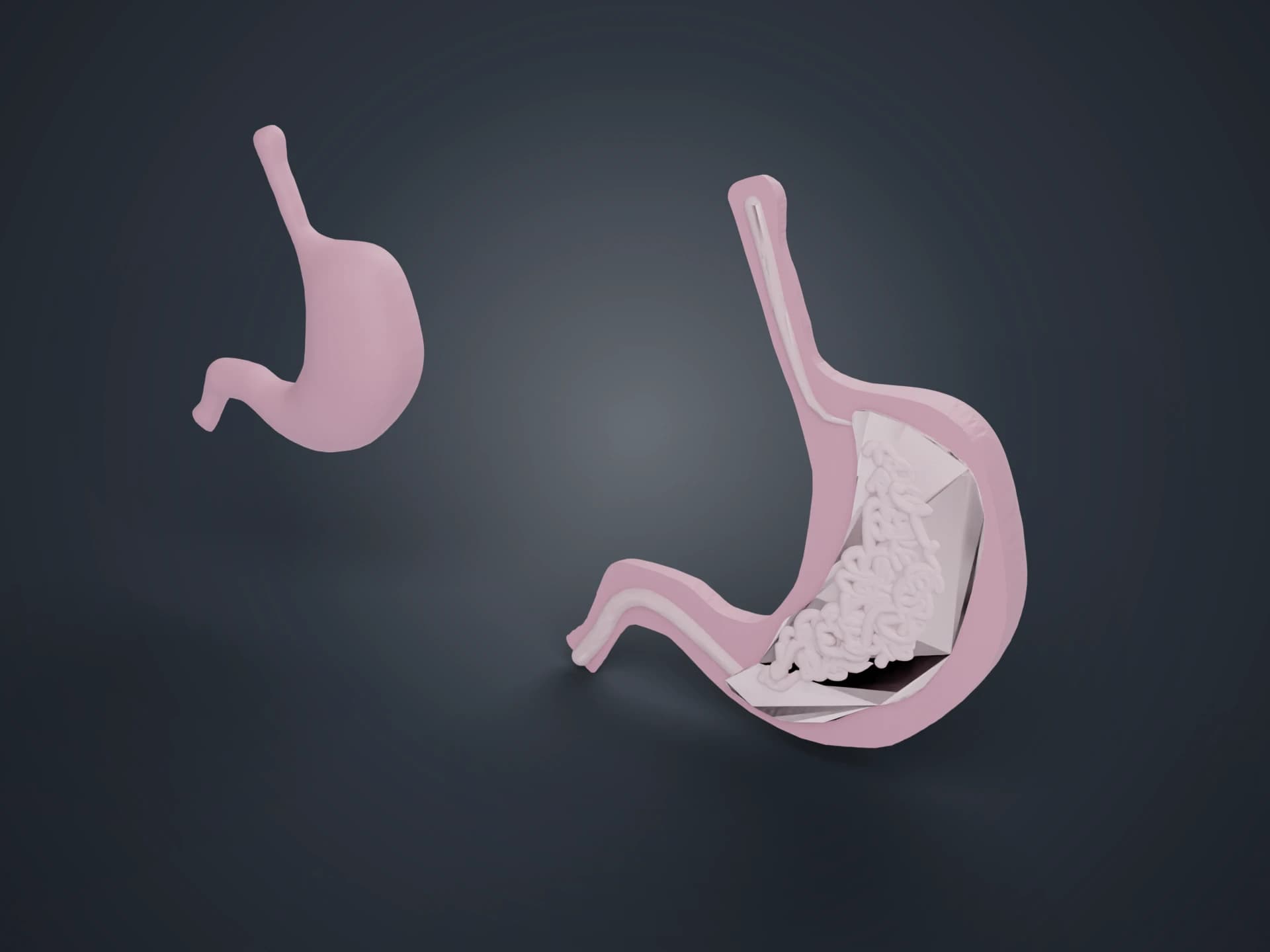 Human Stomach Cross Section 3D Model