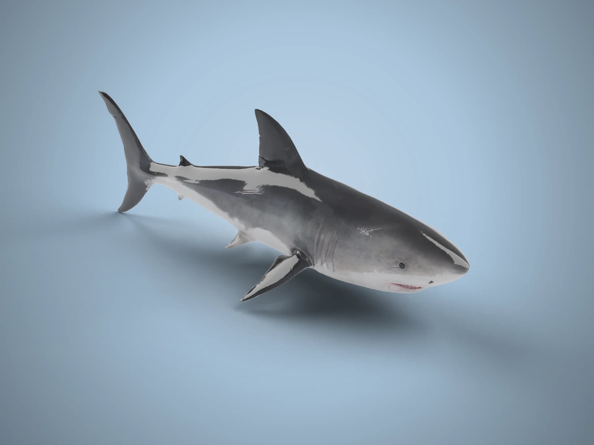 Great White Shark Animated 3D Model