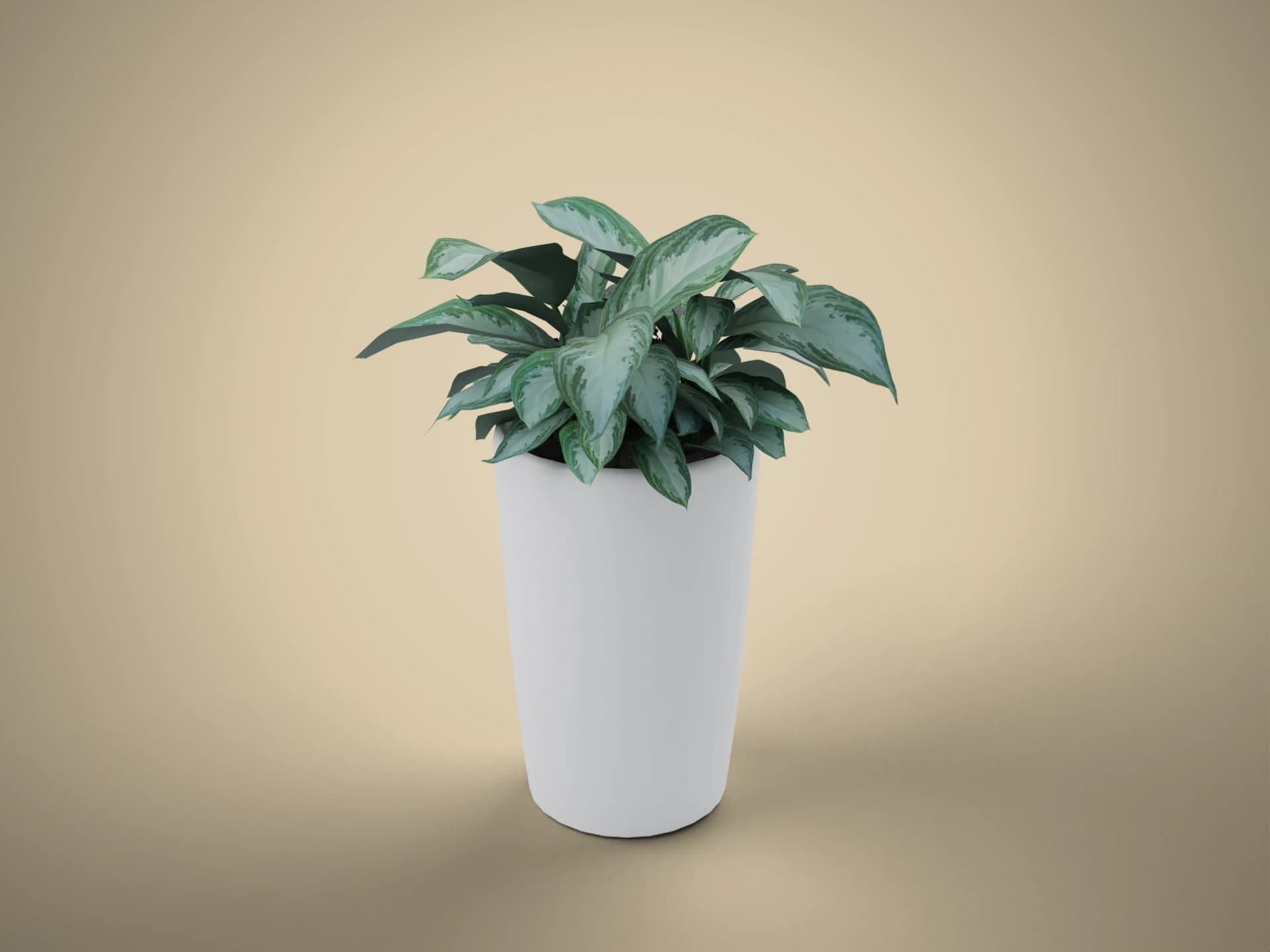 Aglaonema House Plant in White Pot 3D Model