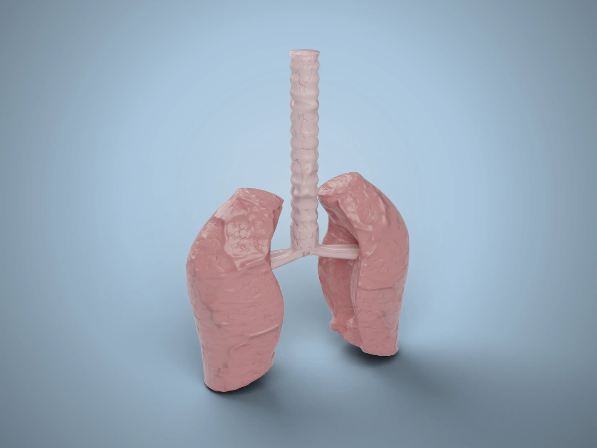 Realistic Human Lungs and Trachea 3D Model
