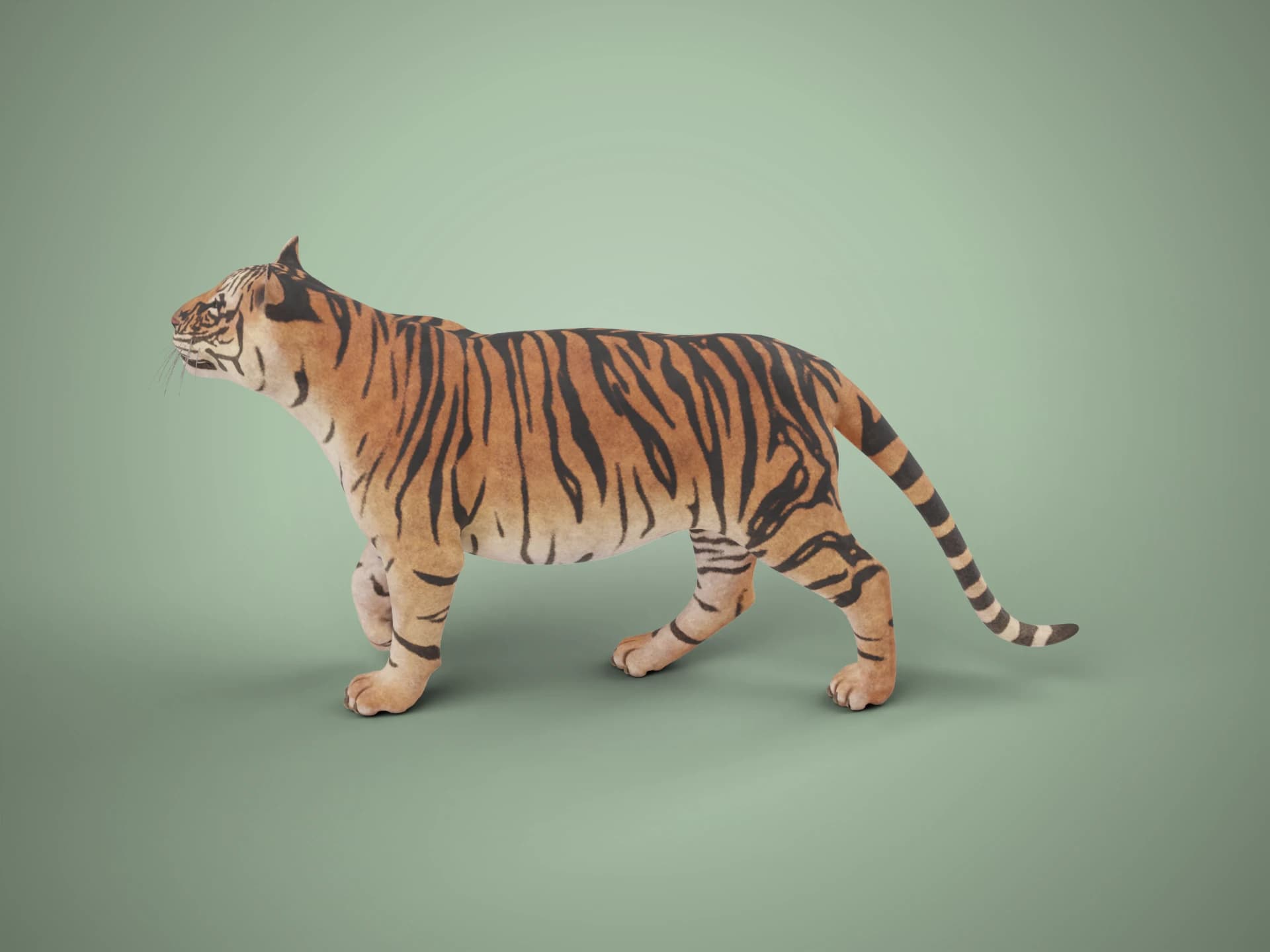Bengal Tiger 3D Model
