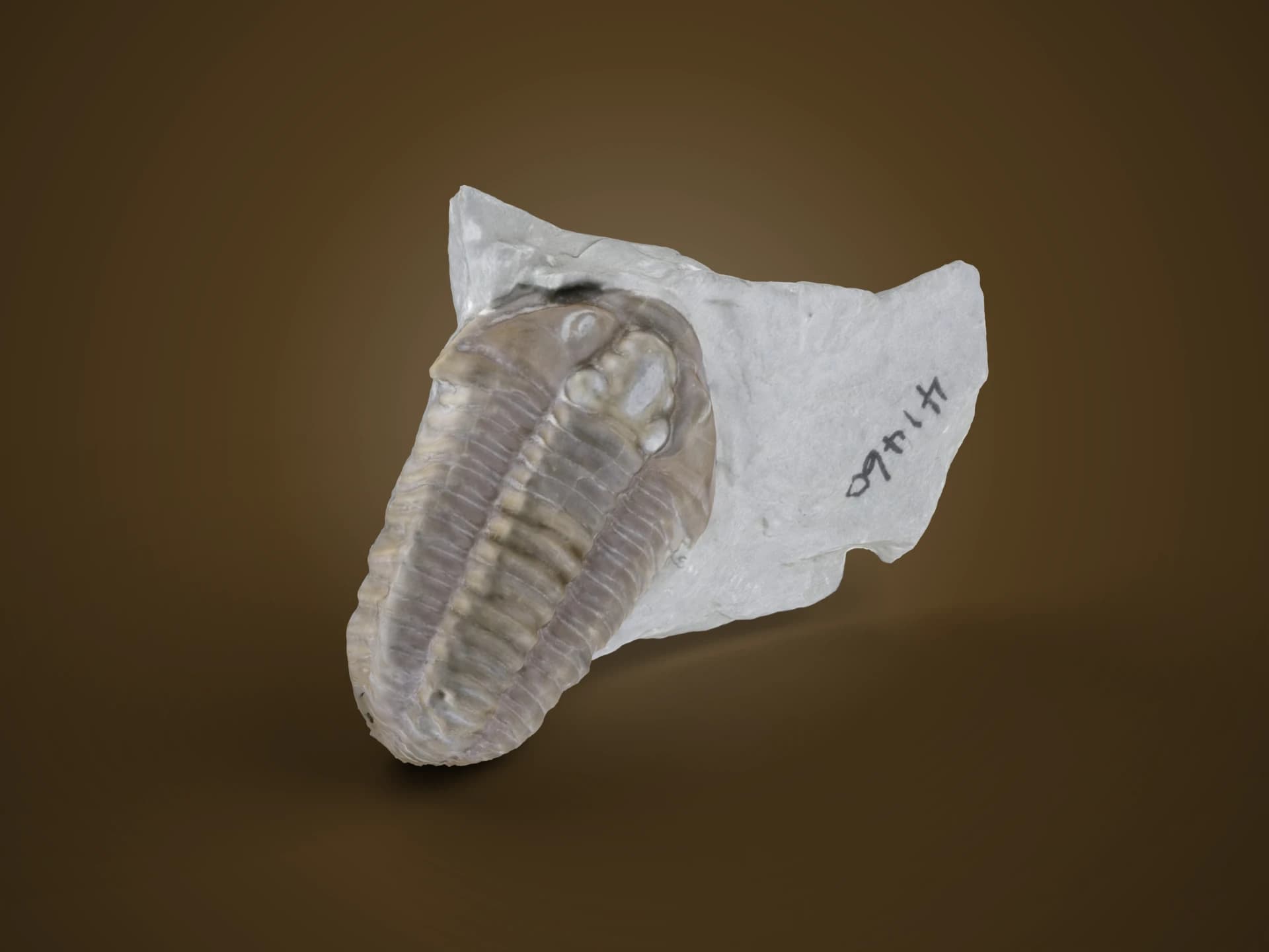 Fossil Trilobite In Rock 3D Model