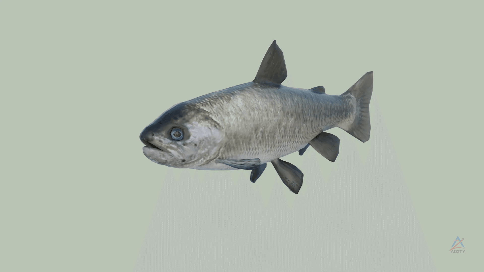 Trout Fish – 3D Model